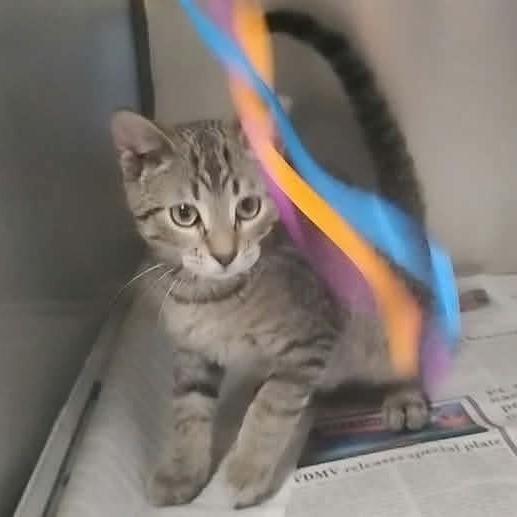 Enlarge Asgardian Brothers: Thor, a Adoptable Domestic Short Hair in Washington, DC image 2/2
