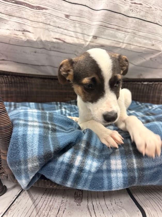 Enlarge Hendrix, a Adoptable Terrier in Neillsville, WI image 2/4
