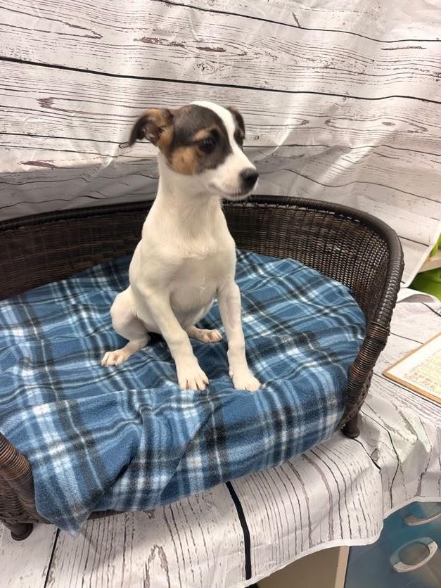 Hendrix, Adoptable, Puppy Male Terrier.
