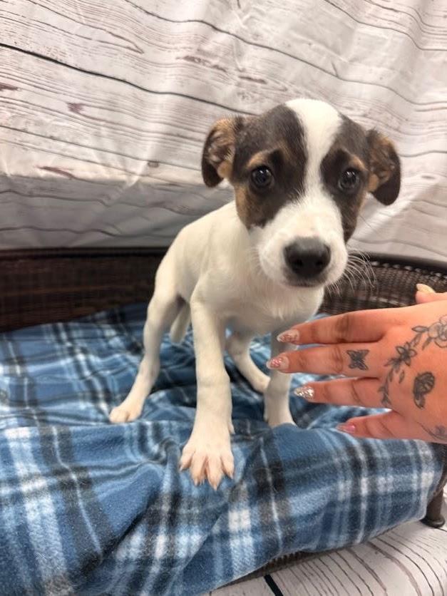 Enlarge Hendrix, a Adoptable Terrier in Neillsville, WI image 3/4
