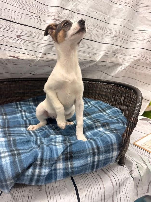 Enlarge Hendrix, a Adoptable Terrier in Neillsville, WI image 4/4