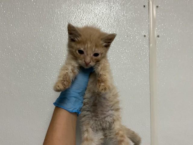 Enlarge MILA, a Adoptable Domestic Short Hair in San Bernardino, CA image 1/2