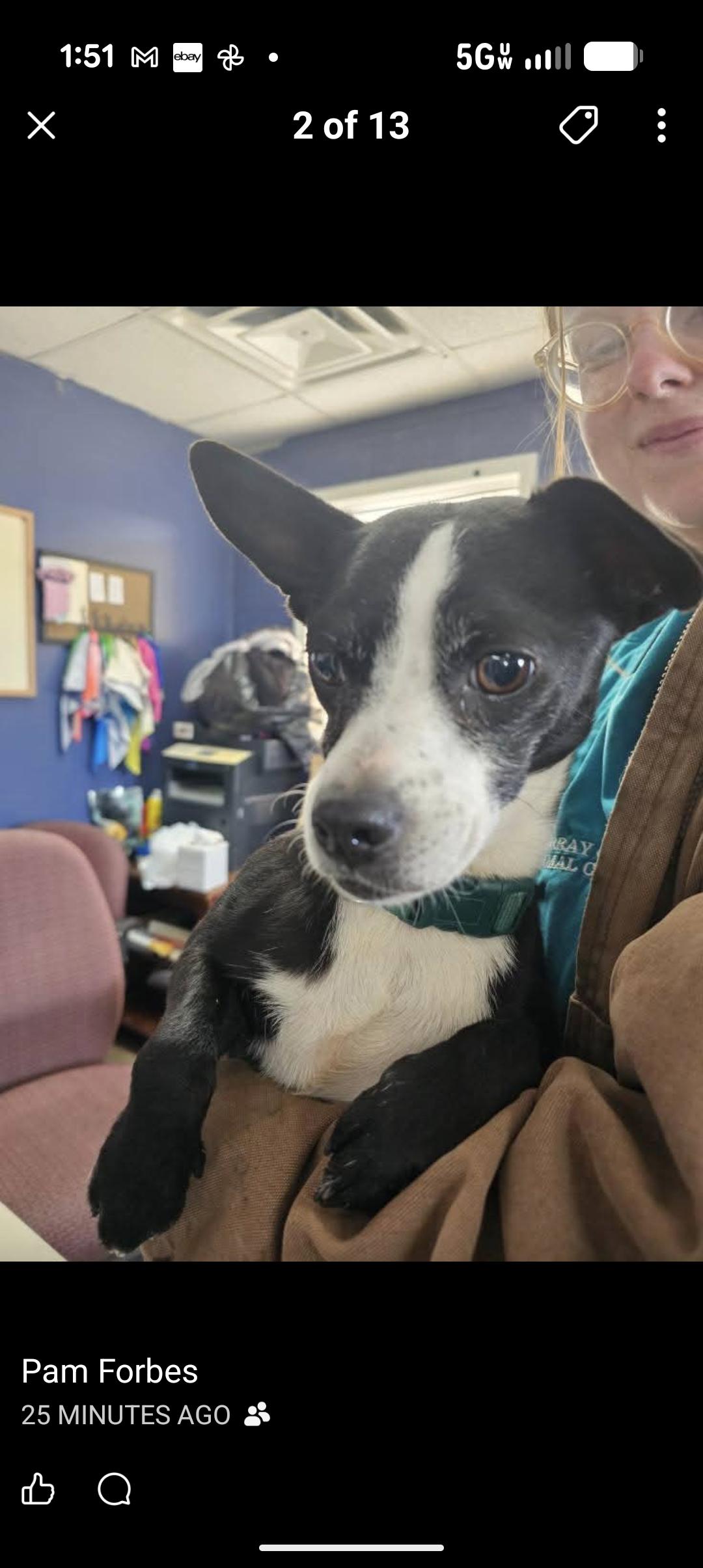 PANDA, ADOPTABLE, Adult Female Boston Terrier.