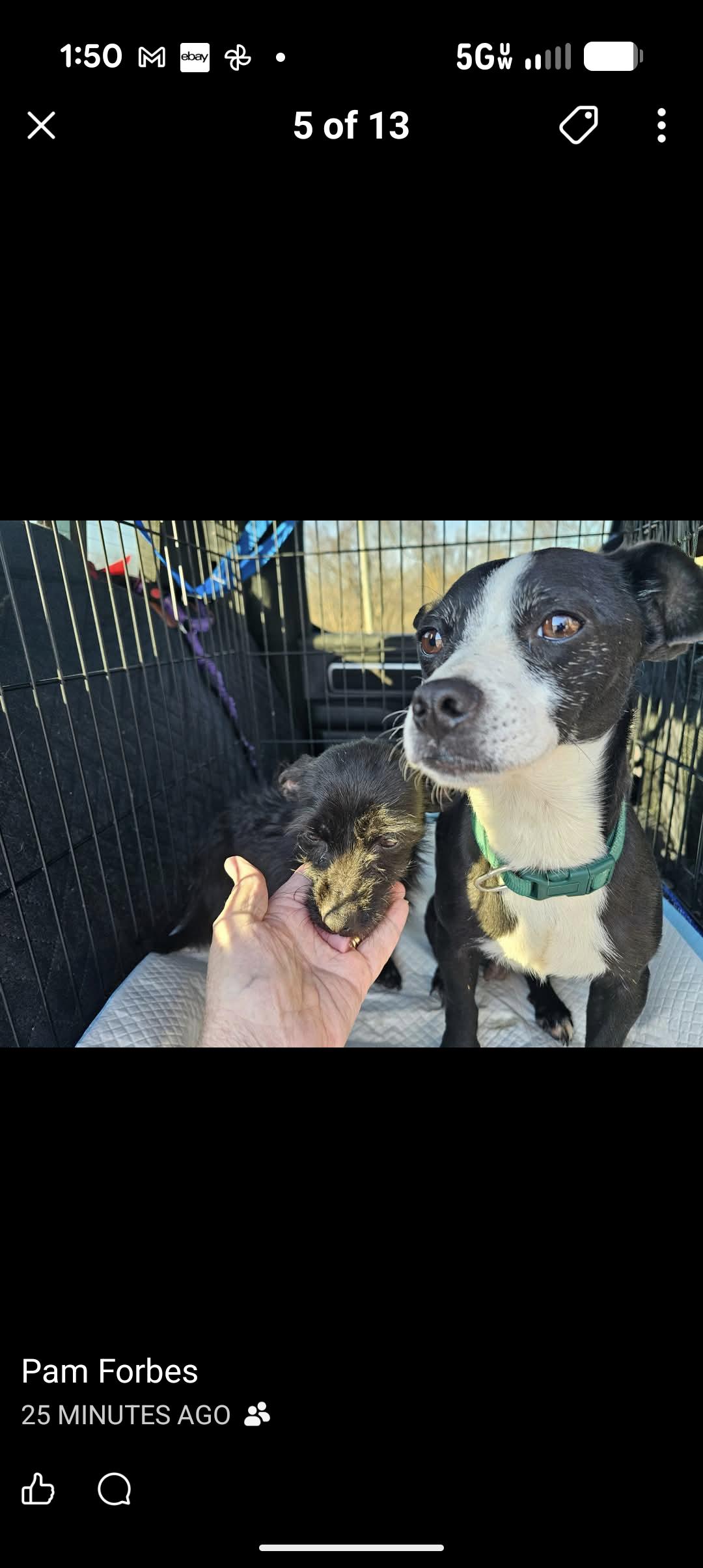 Enlarge PANDA, a ADOPTABLE mixed breed in Browns Mills, NJ image 2/3