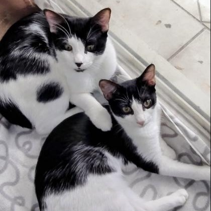 Momo & Stamp BONDED