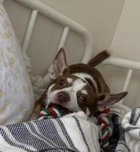 Enlarge Frankie, a Adoptable Chihuahua in Sanford, NC image 2/5