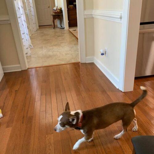 Enlarge Frankie, a Adoptable Chihuahua in Sanford, NC image 3/5