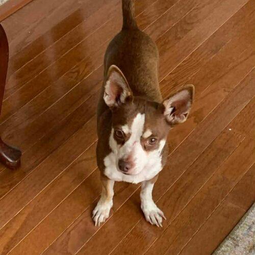 Enlarge Frankie, a Adoptable Chihuahua in Sanford, NC image 4/5