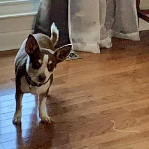 Enlarge Frankie, a Adoptable Chihuahua in Sanford, NC image 5/5