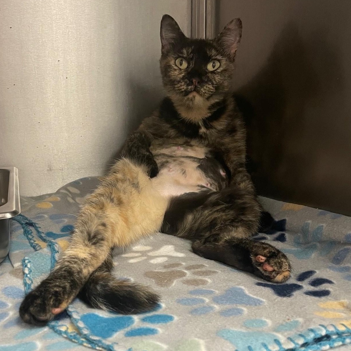 Enlarge Fishstick, a Adoptable Domestic Short Hair in Redding, CA image 1/2