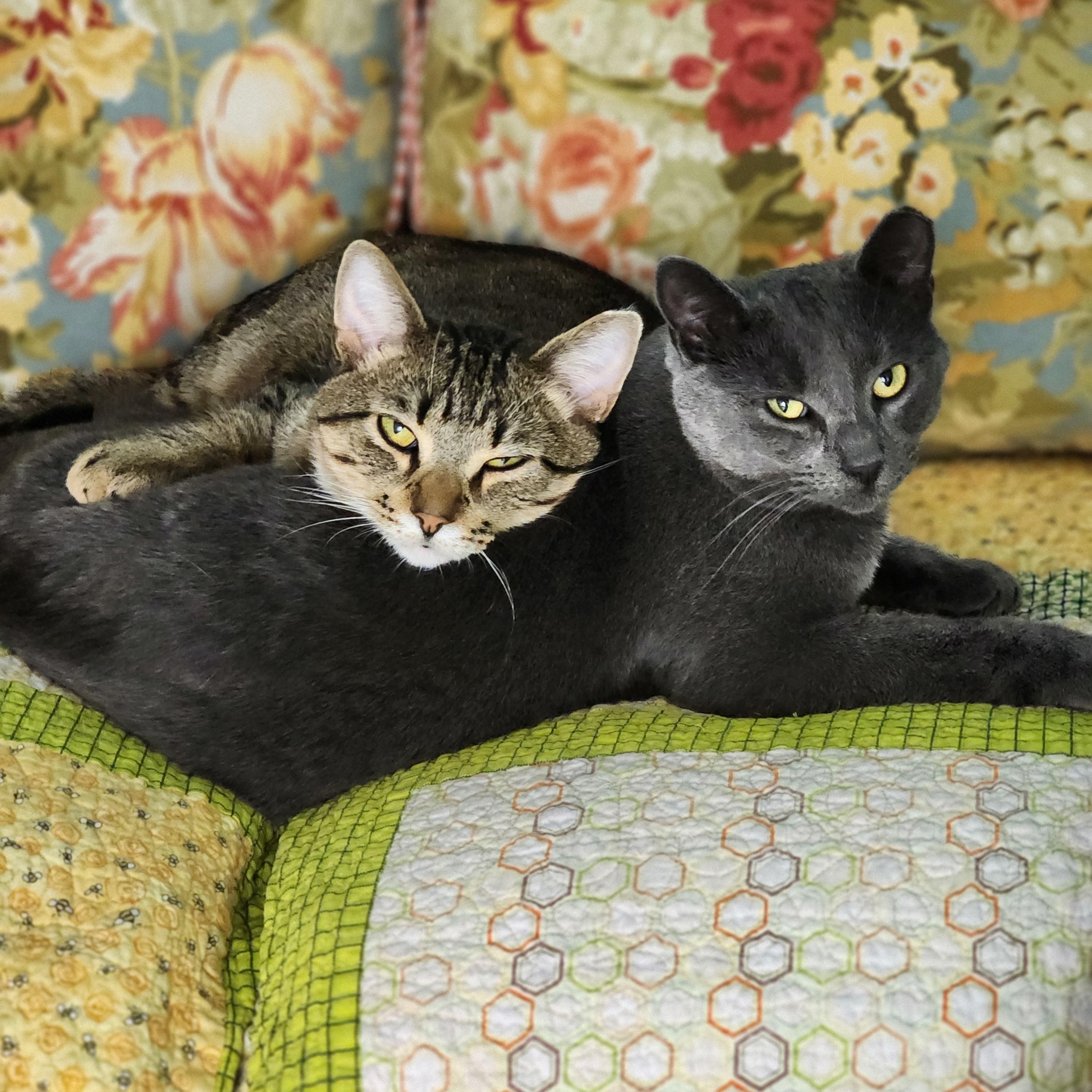 Cybil, a Adoptable Domestic Short Hair in St. Cloud, MN image 3/4