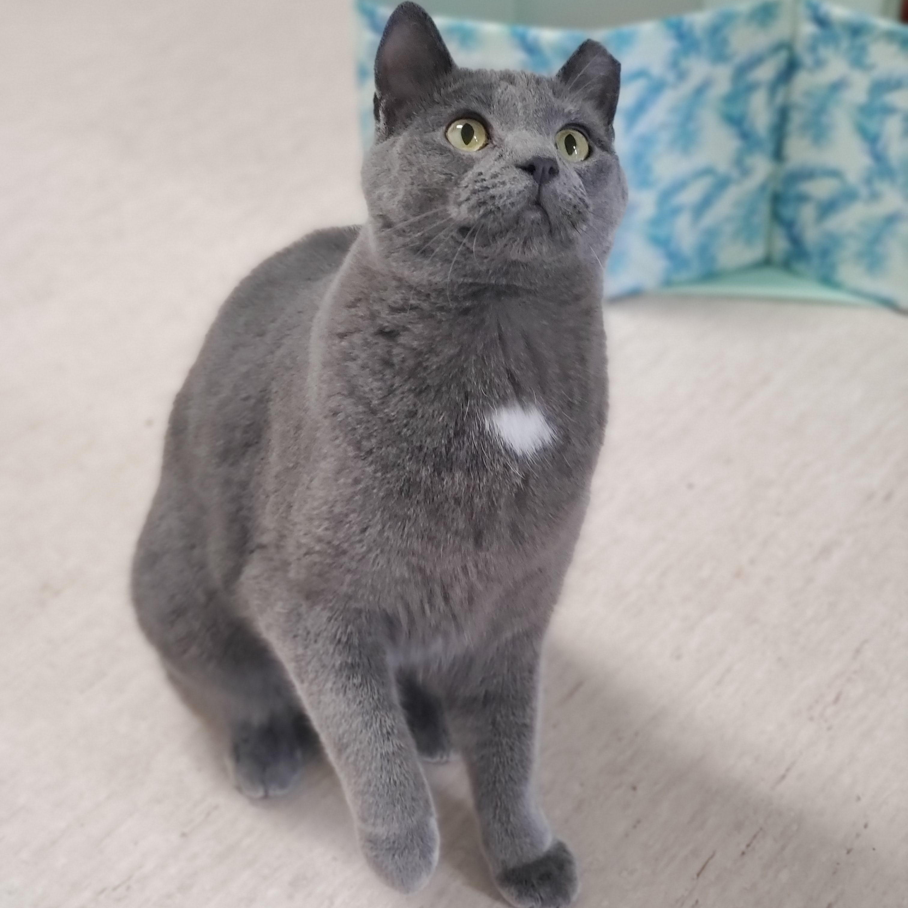 Cybil, a Adoptable Domestic Short Hair in St. Cloud, MN image 4/4