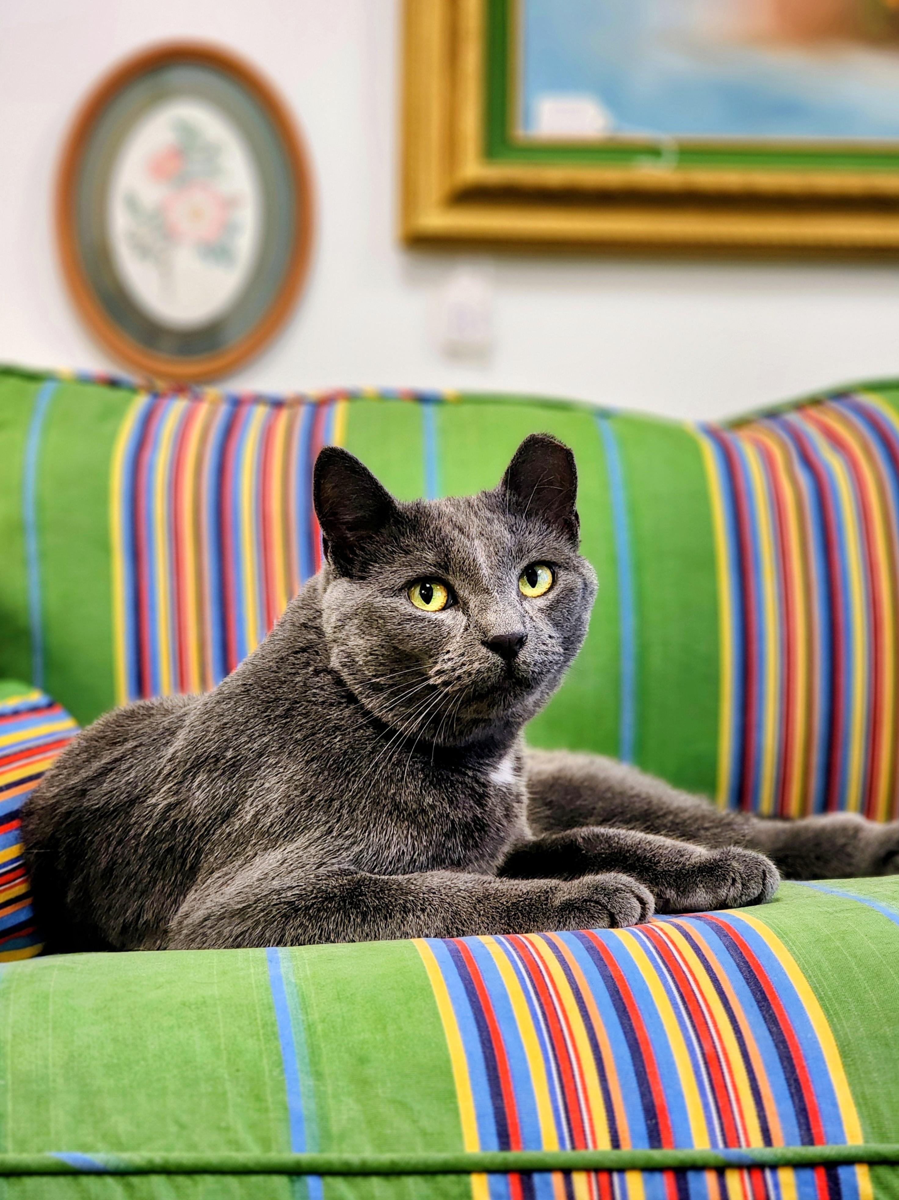 Cybil, a Adoptable Domestic Short Hair in St. Cloud, MN image 1/4