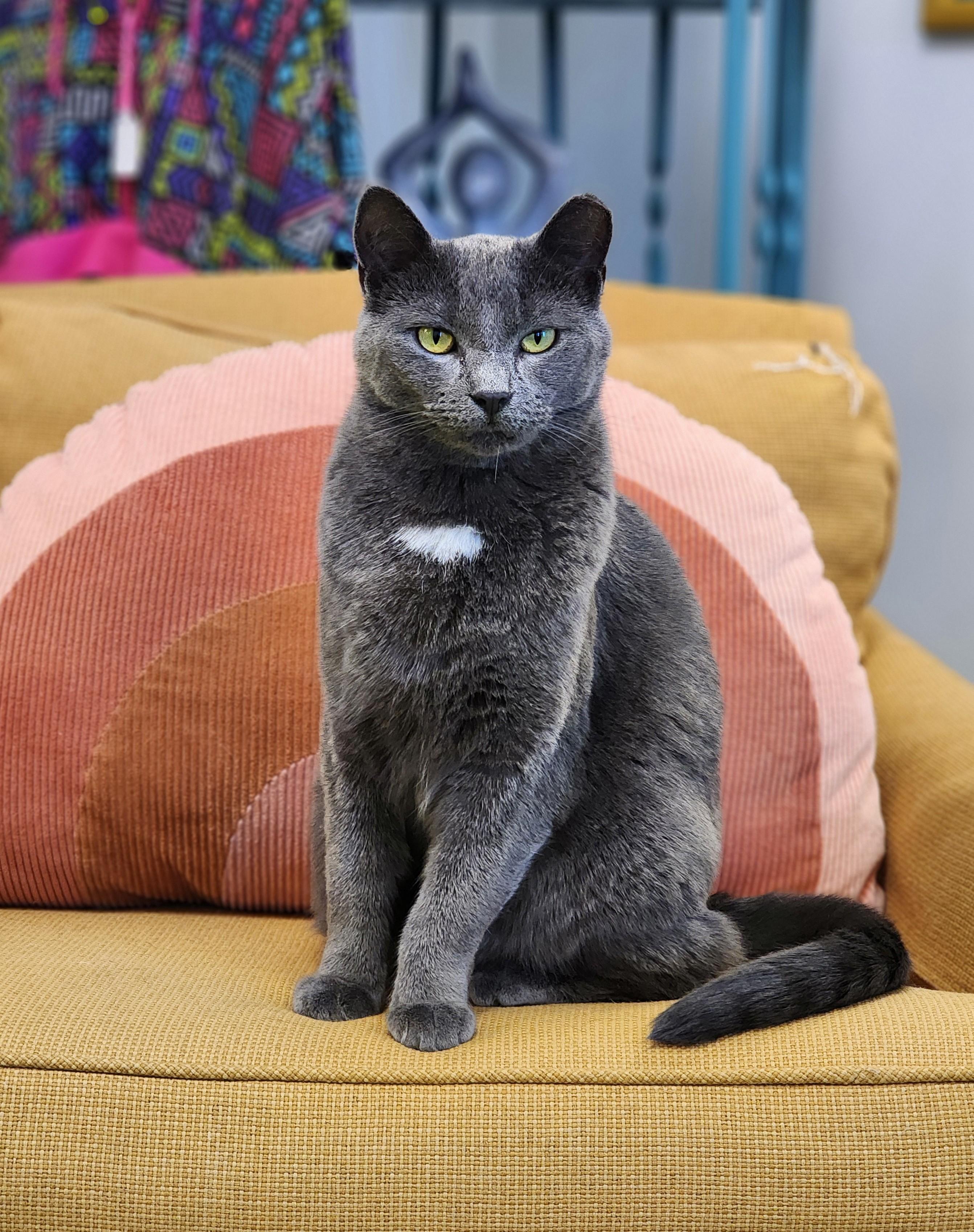 Cybil, a Adoptable Domestic Short Hair in St. Cloud, MN image 2/4