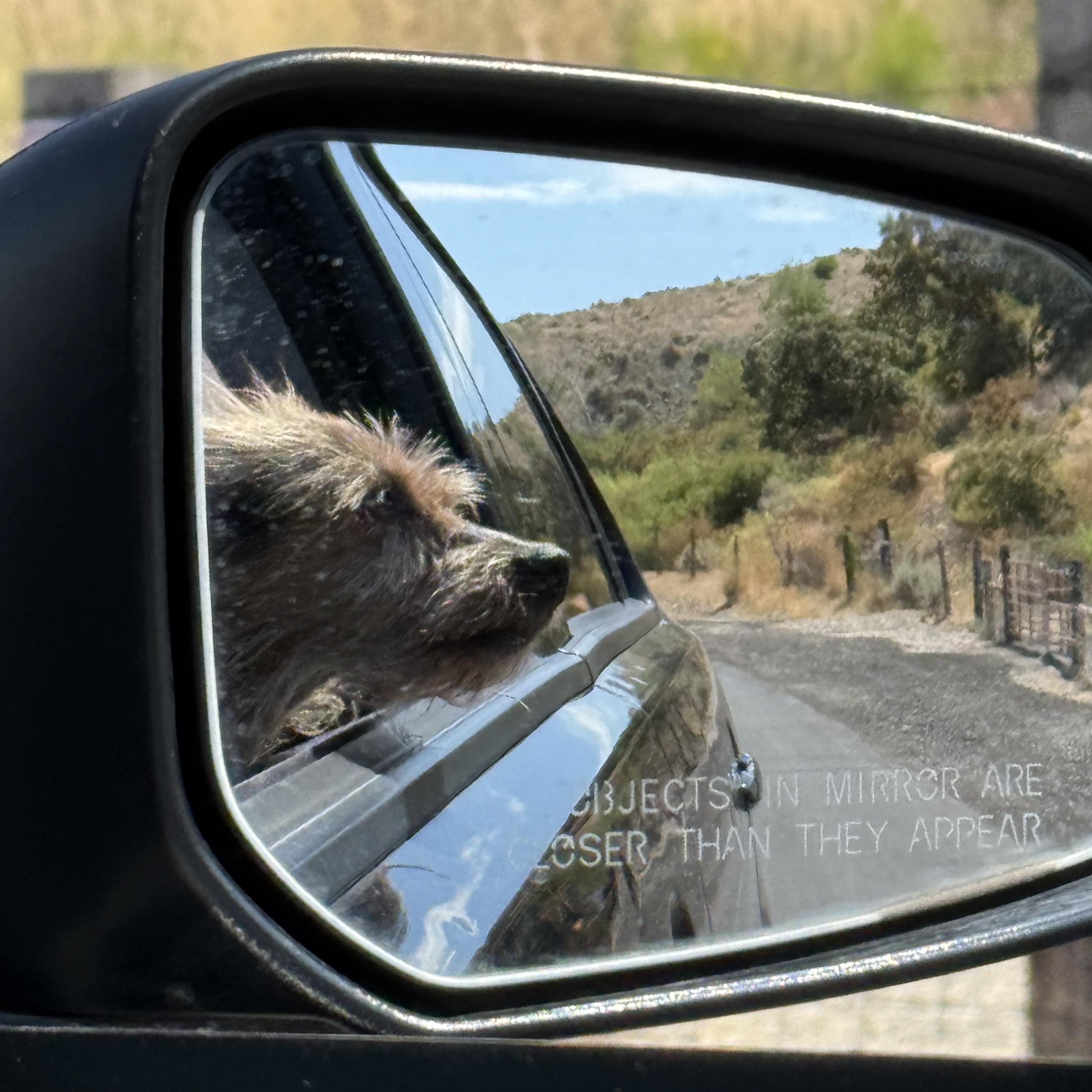 Zoey, a Adoptable mixed breed in Roy, UT image 6/6