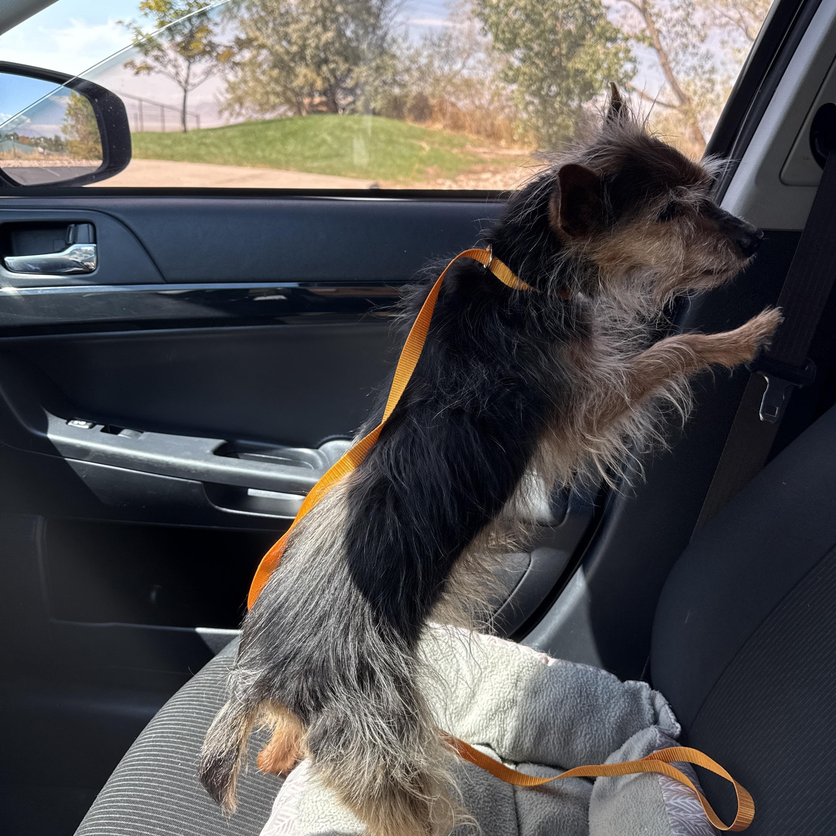 Zoey, a Adoptable mixed breed in Roy, UT image 5/6