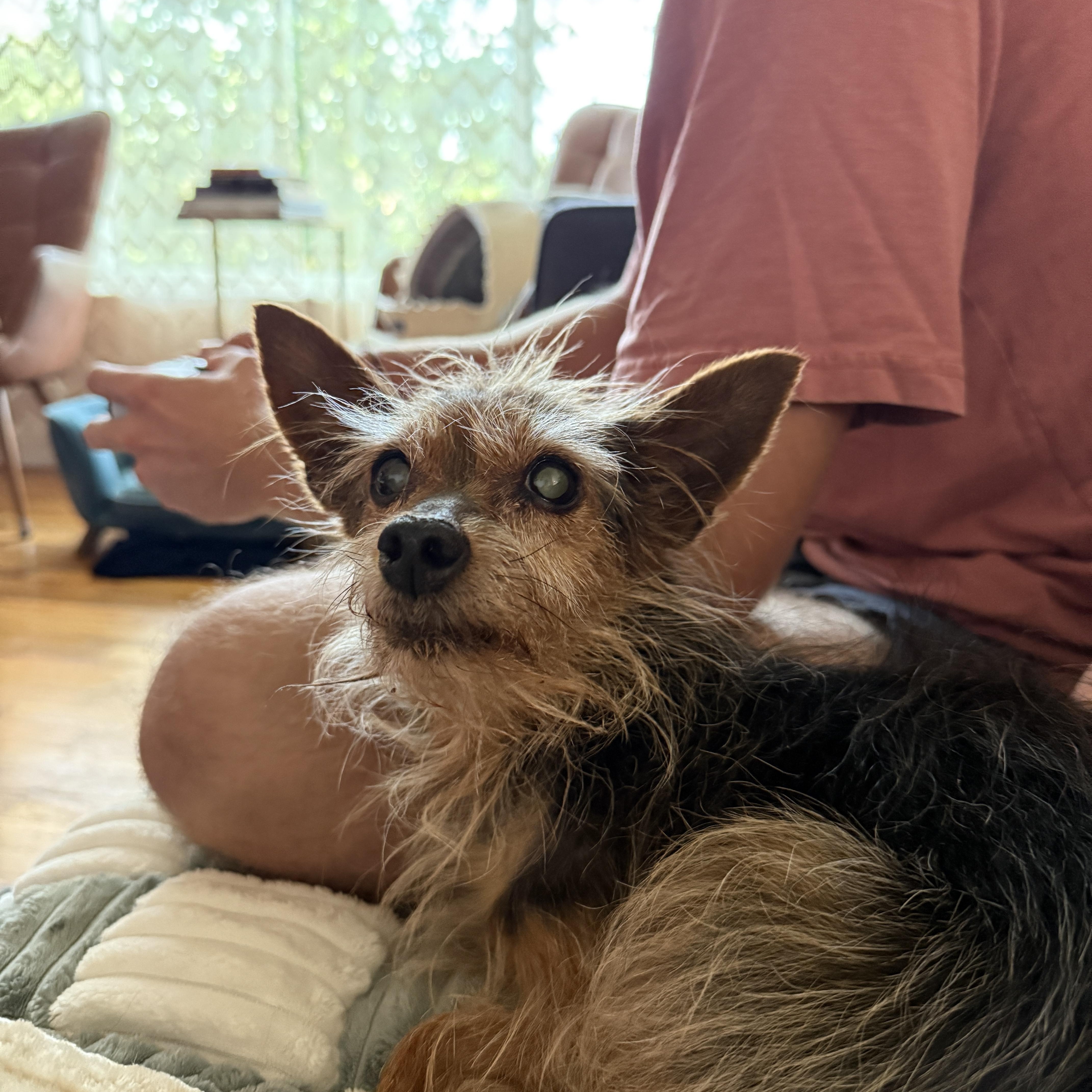 Zoey, Adoptable, Senior Female Yorkshire Terrier.