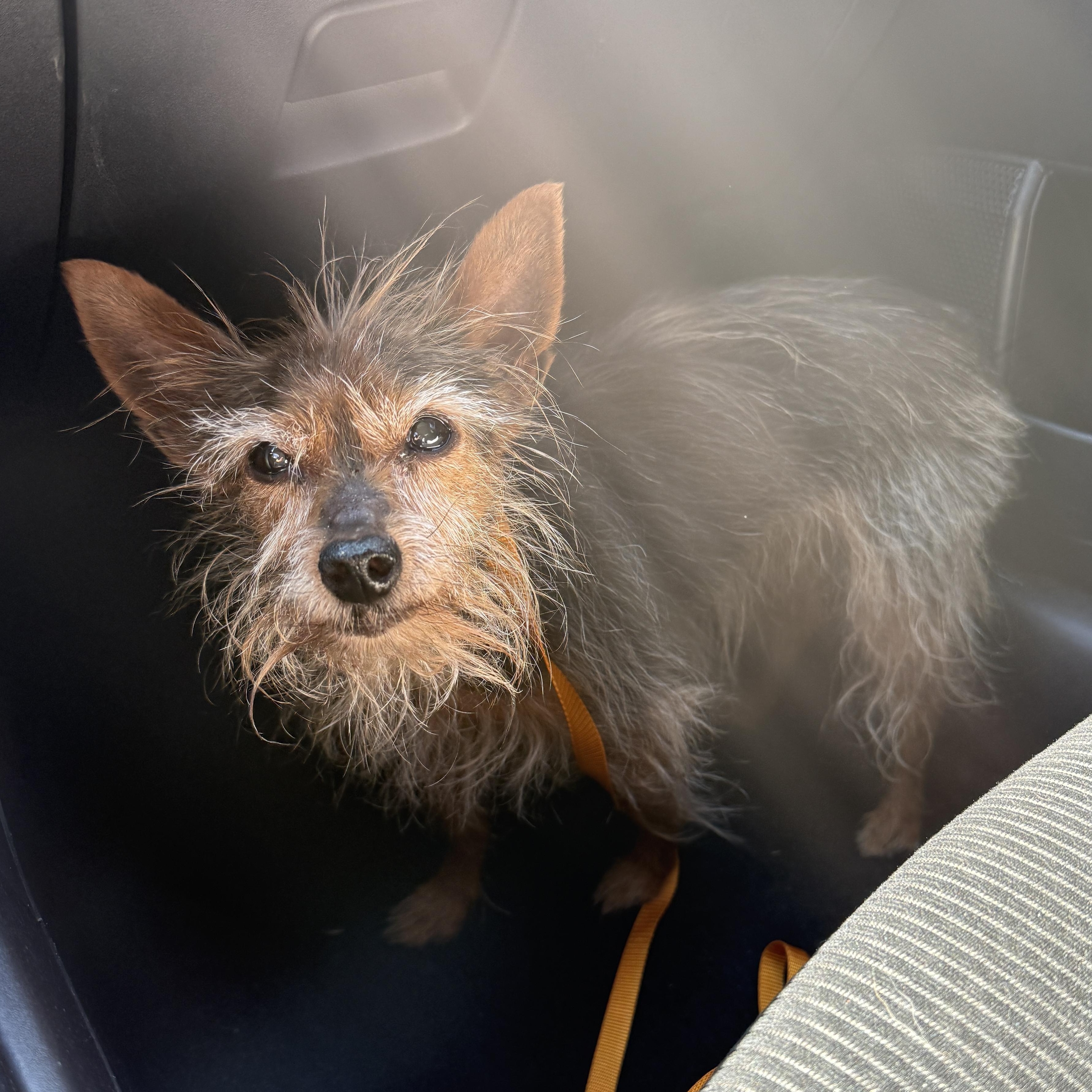 Zoey, a Adoptable mixed breed in Roy, UT image 2/6