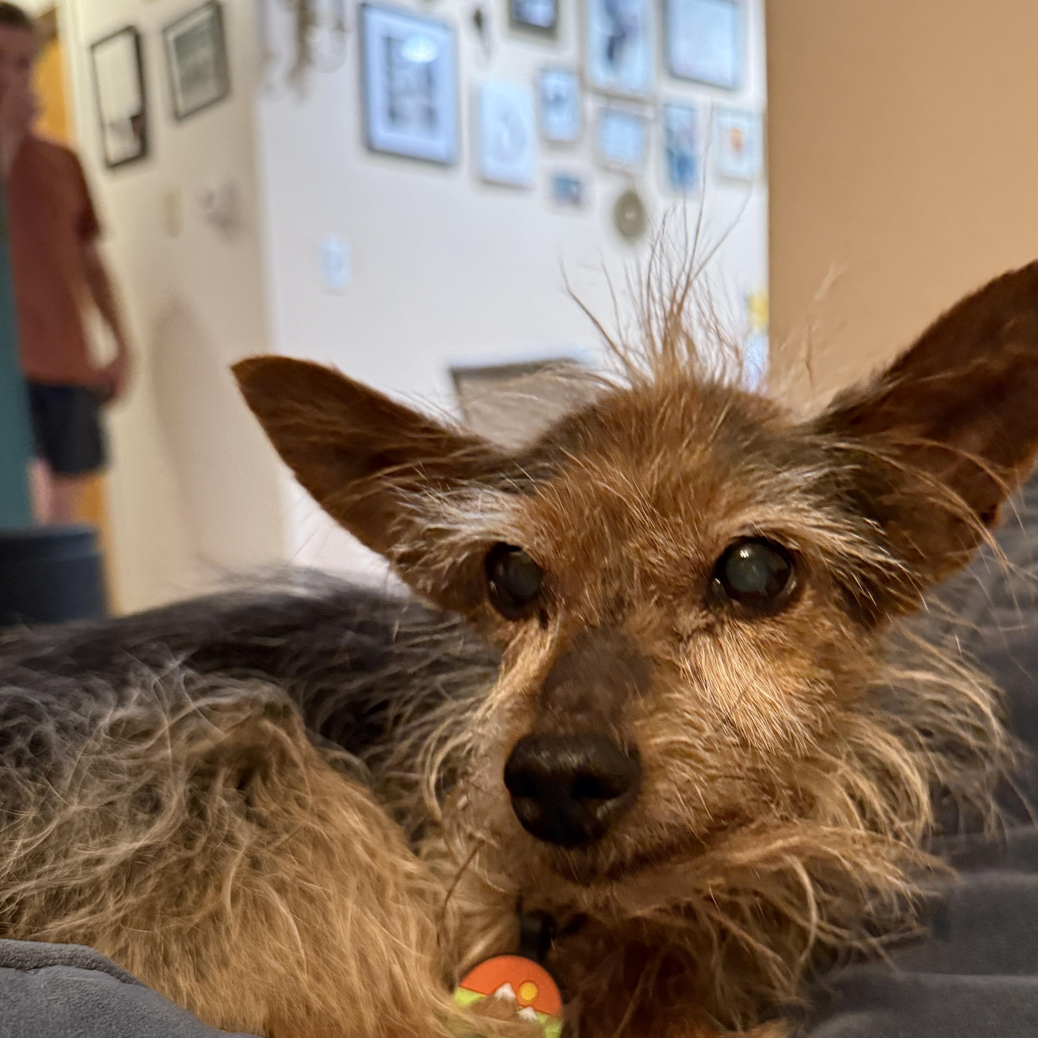 Zoey, a Adoptable mixed breed in Roy, UT image 3/6