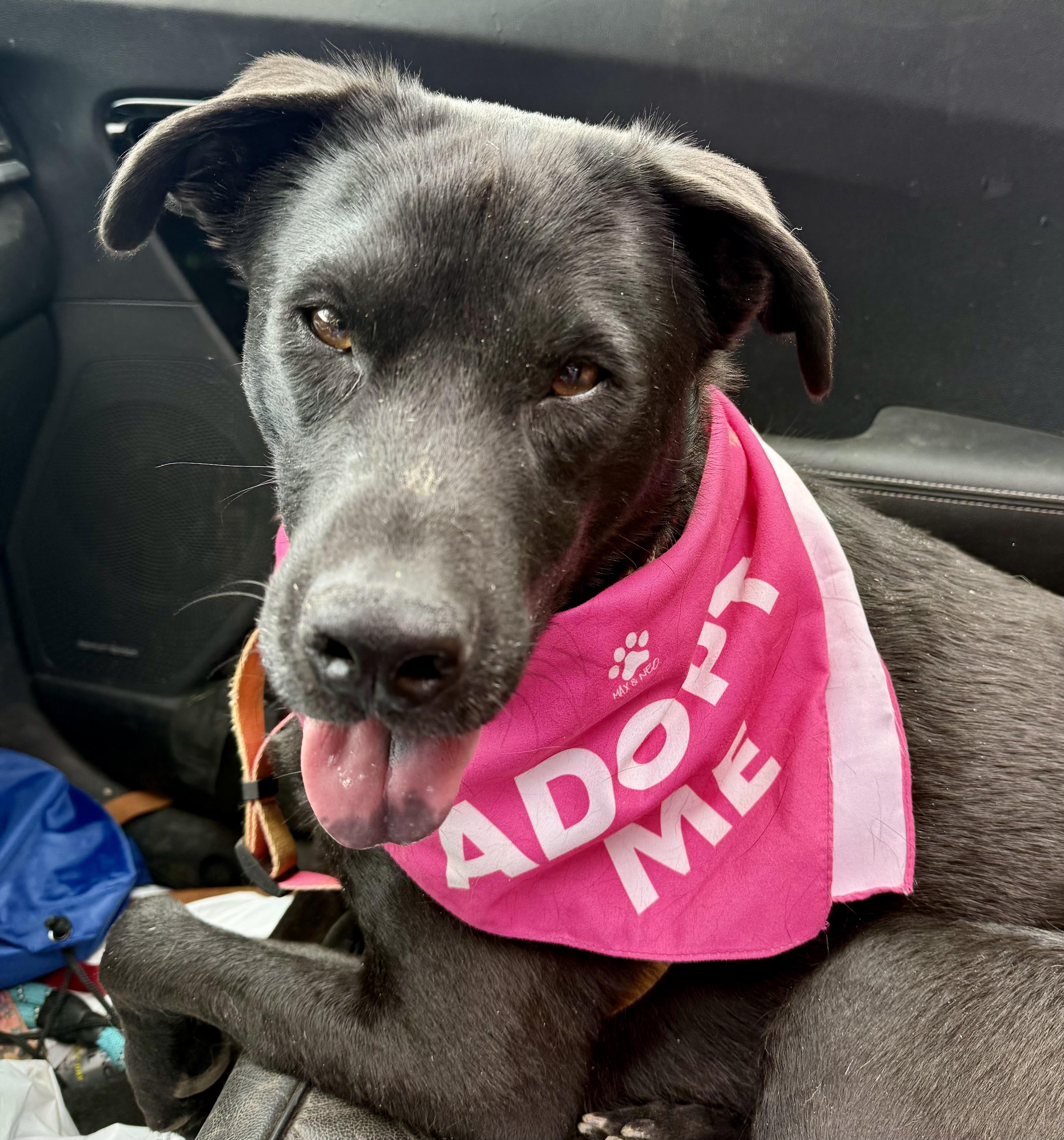 Care Bear, an adoptable Labrador Retriever, Shepherd in Portland, OR, 97223 | Photo Image 3