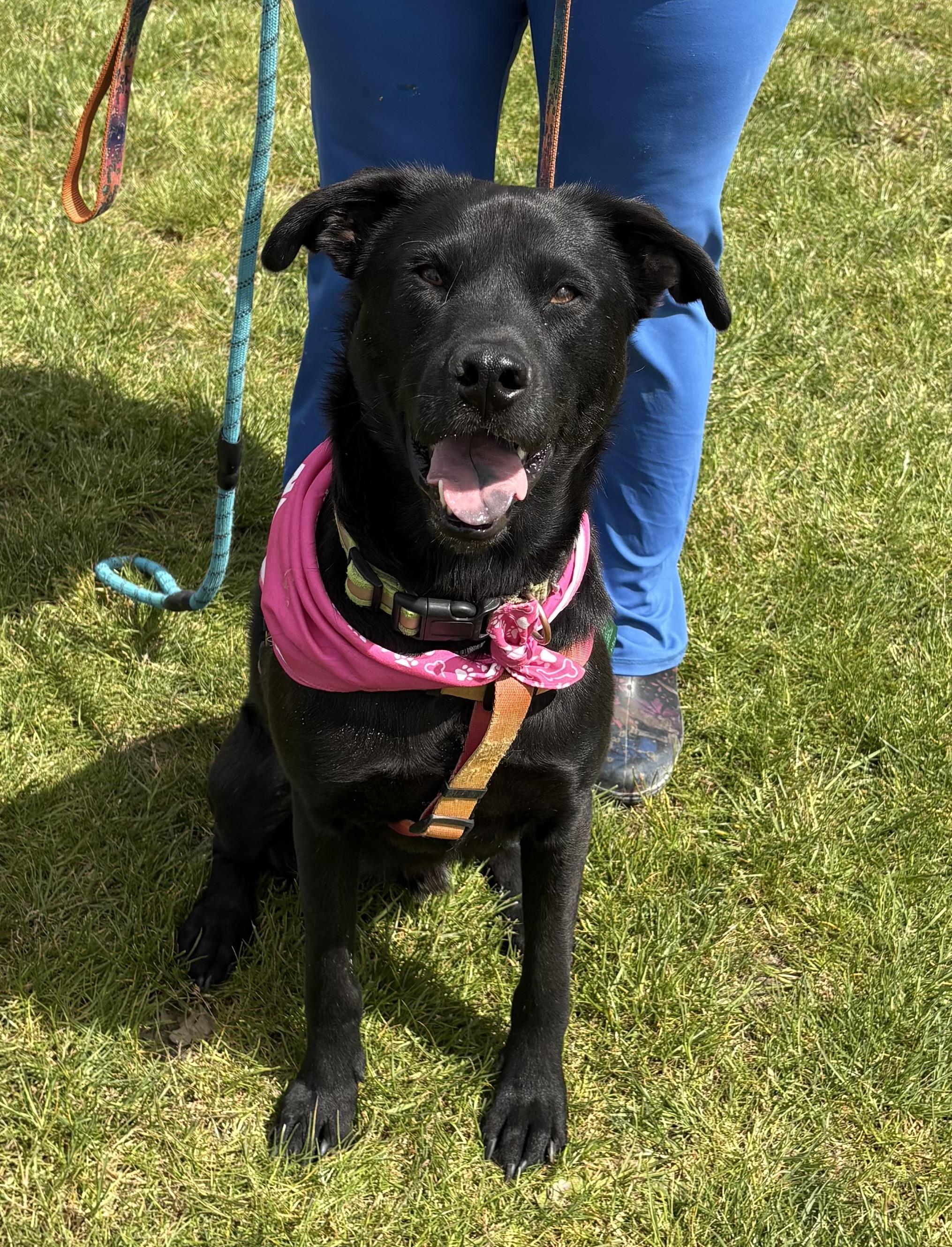 Care Bear, an adoptable Labrador Retriever, Shepherd in Portland, OR, 97223 | Photo Image 1