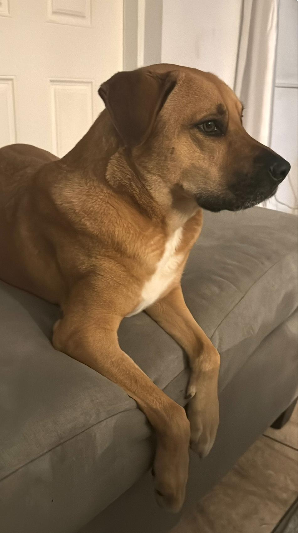 Nala, Adoptable, Adult Female Shepherd & Labrador Retriever.