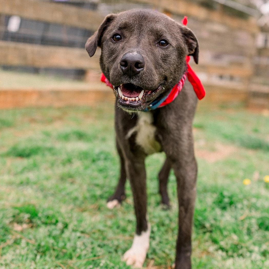 GABE, a ADOPTABLE mixed breed in Newborn, GA image 2/6