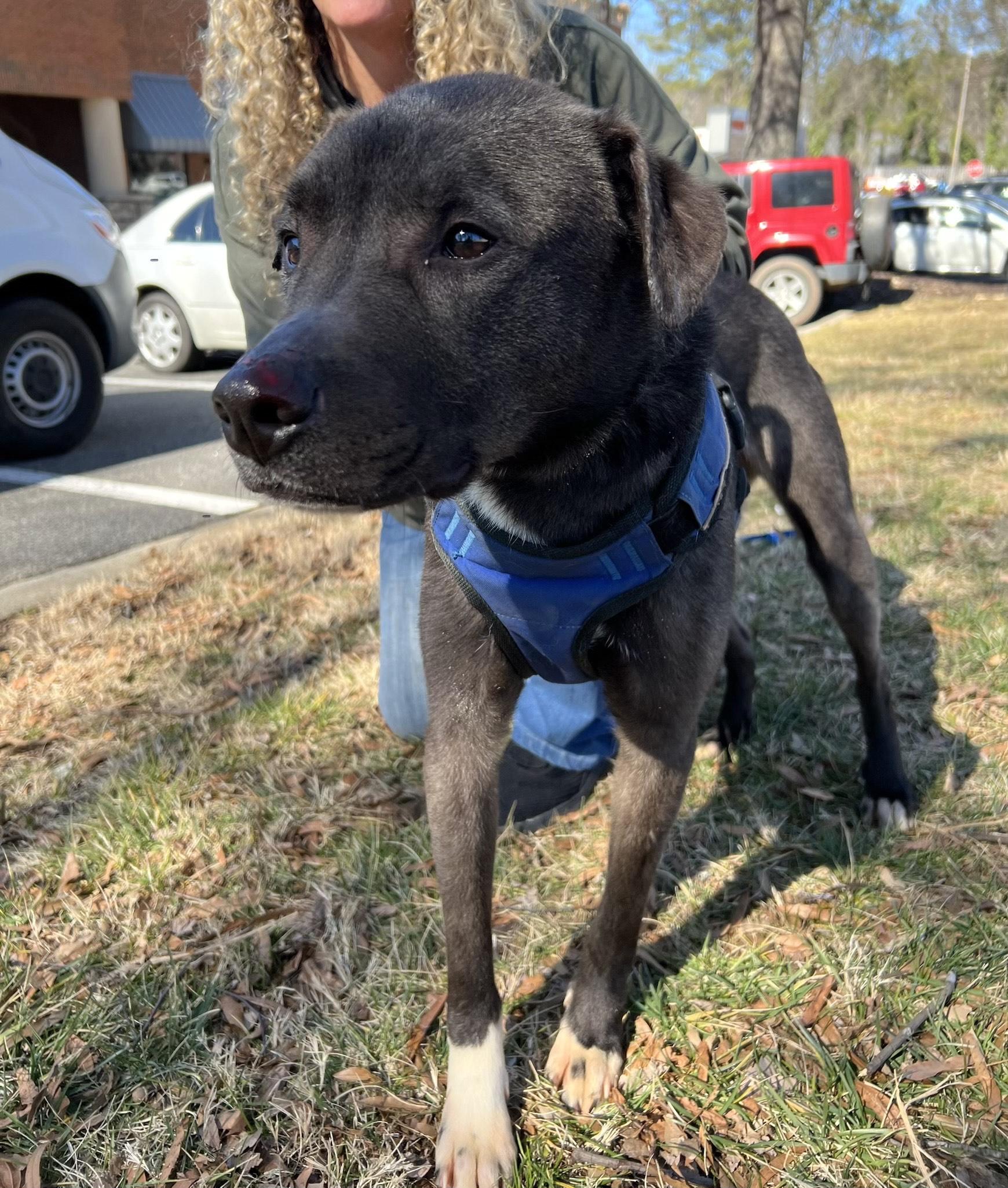 GABE, a ADOPTABLE mixed breed in Newborn, GA image 1/5