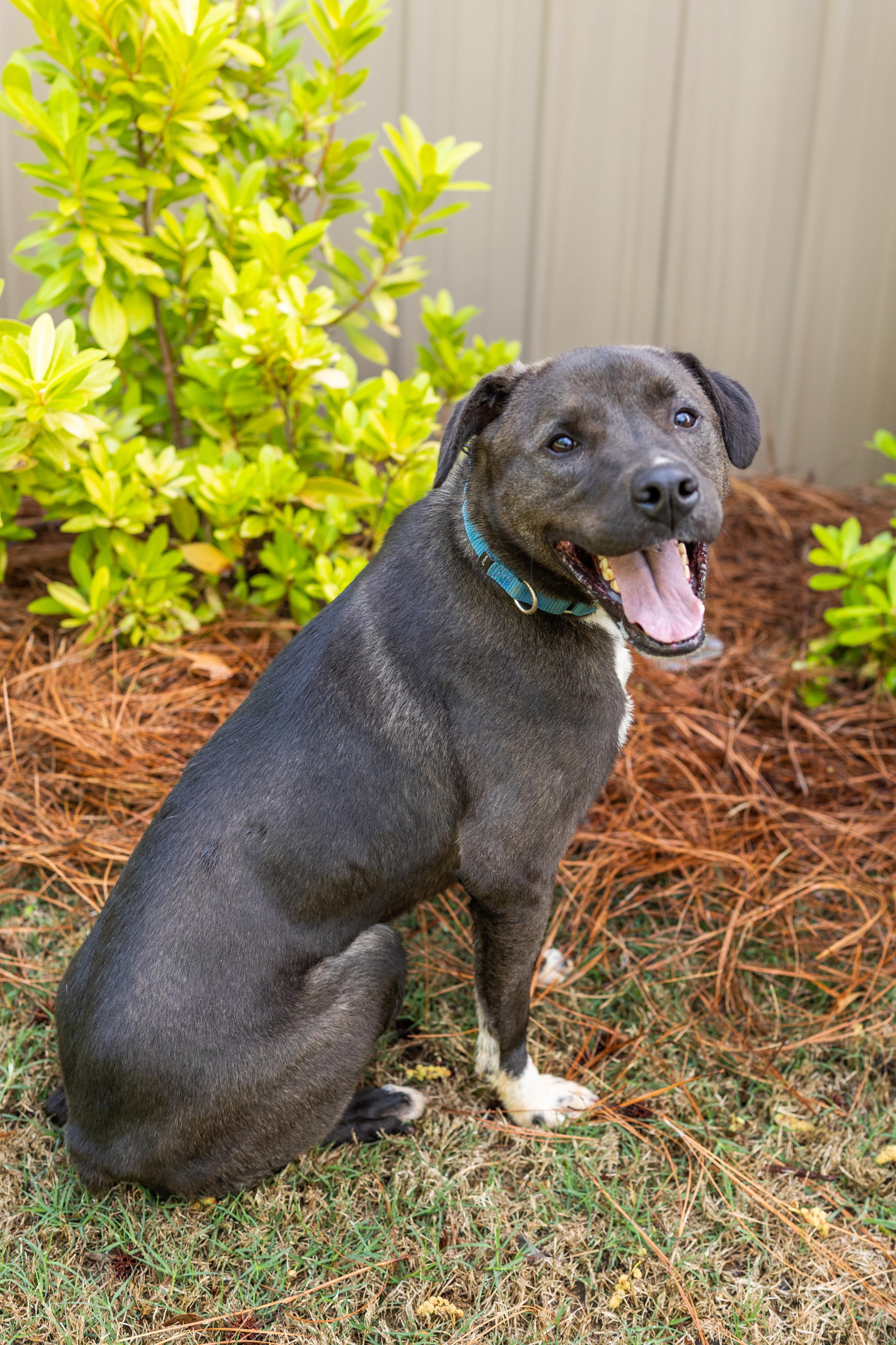 GABE, ADOPTABLE, Young Male Border Collie.