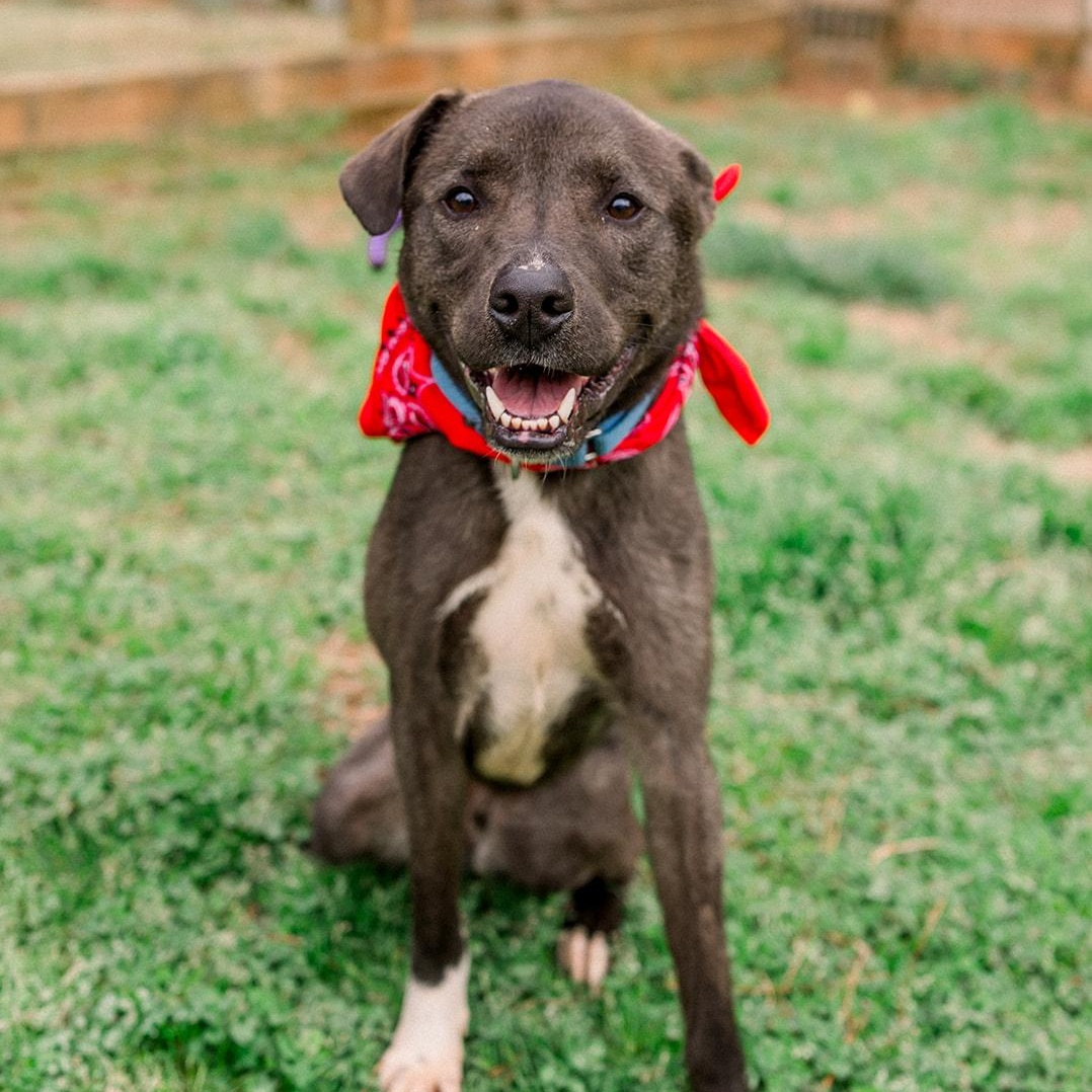 GABE, a ADOPTABLE mixed breed in Newborn, GA image 1/6