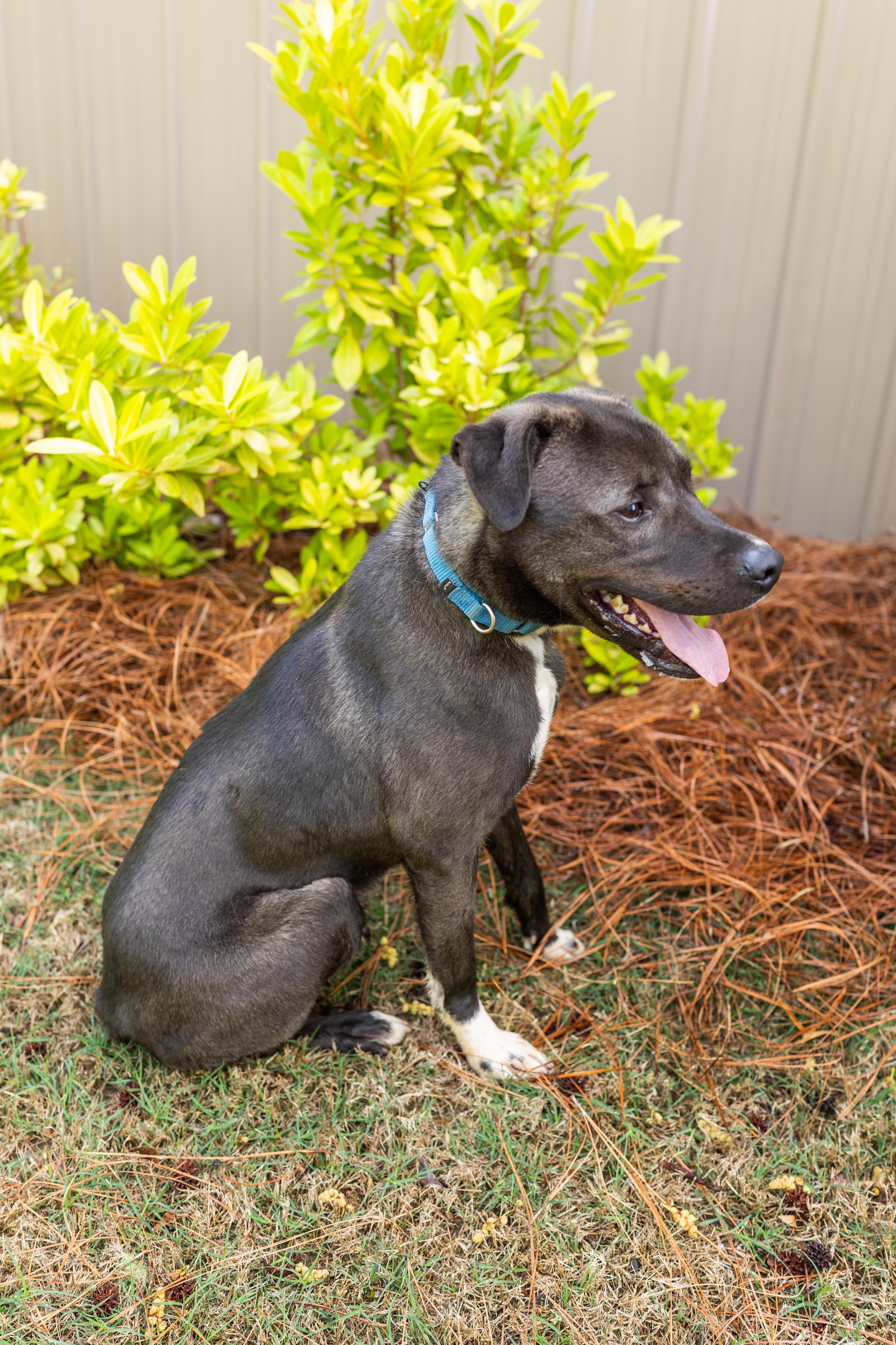 Enlarge GABE, a ADOPTABLE mixed breed in Newborn, GA image 5/6