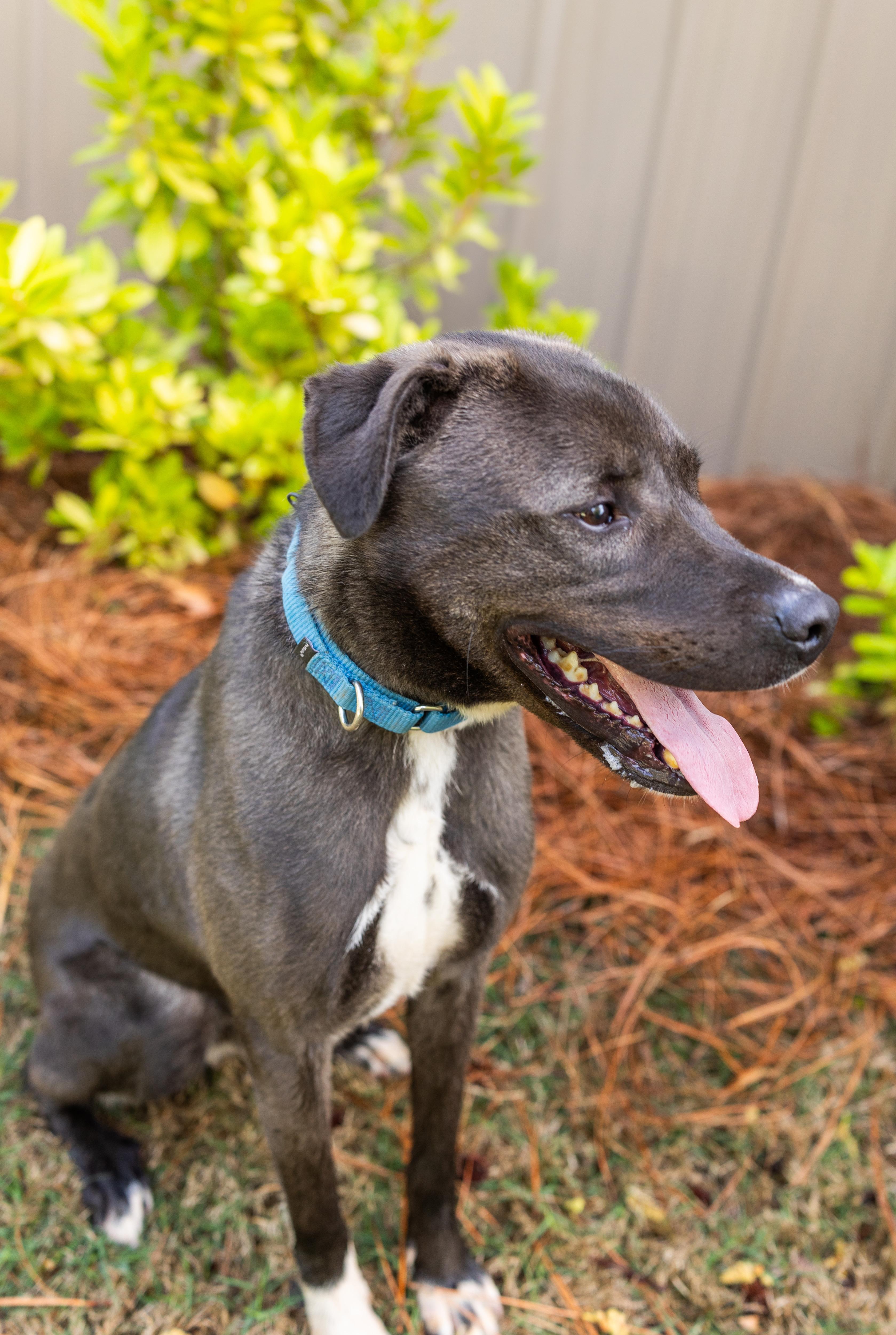 Enlarge GABE, a ADOPTABLE mixed breed in Newborn, GA image 6/6