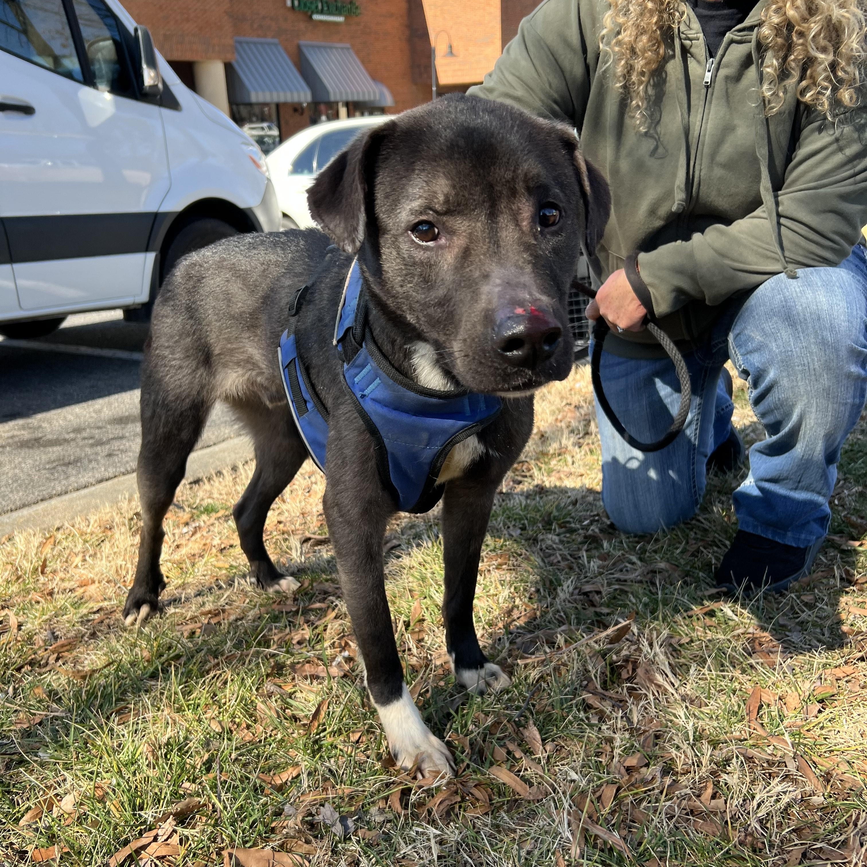 GABE, a ADOPTABLE mixed breed in Newborn, GA image 4/5