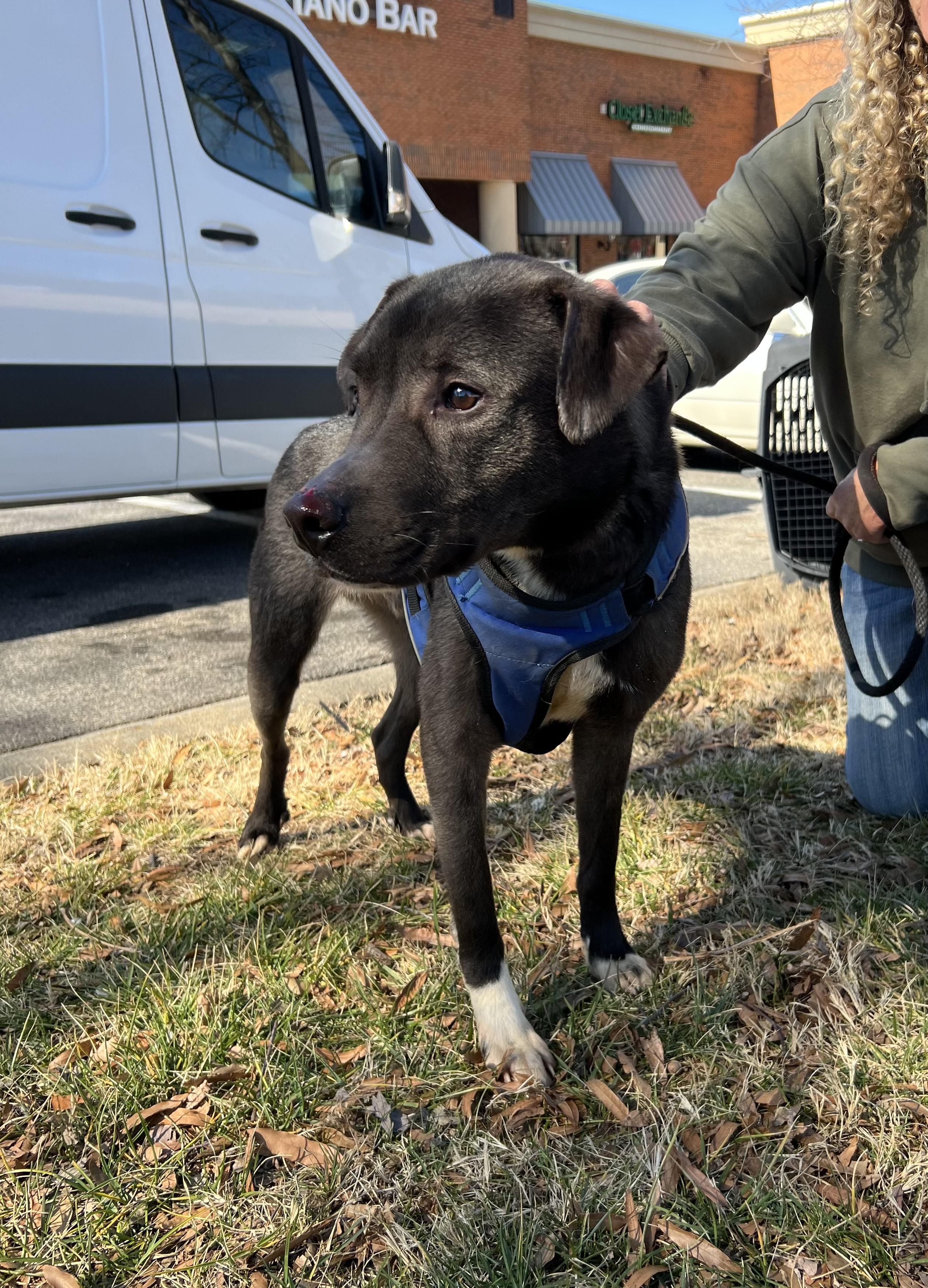GABE, a ADOPTABLE mixed breed in Newborn, GA image 3/5