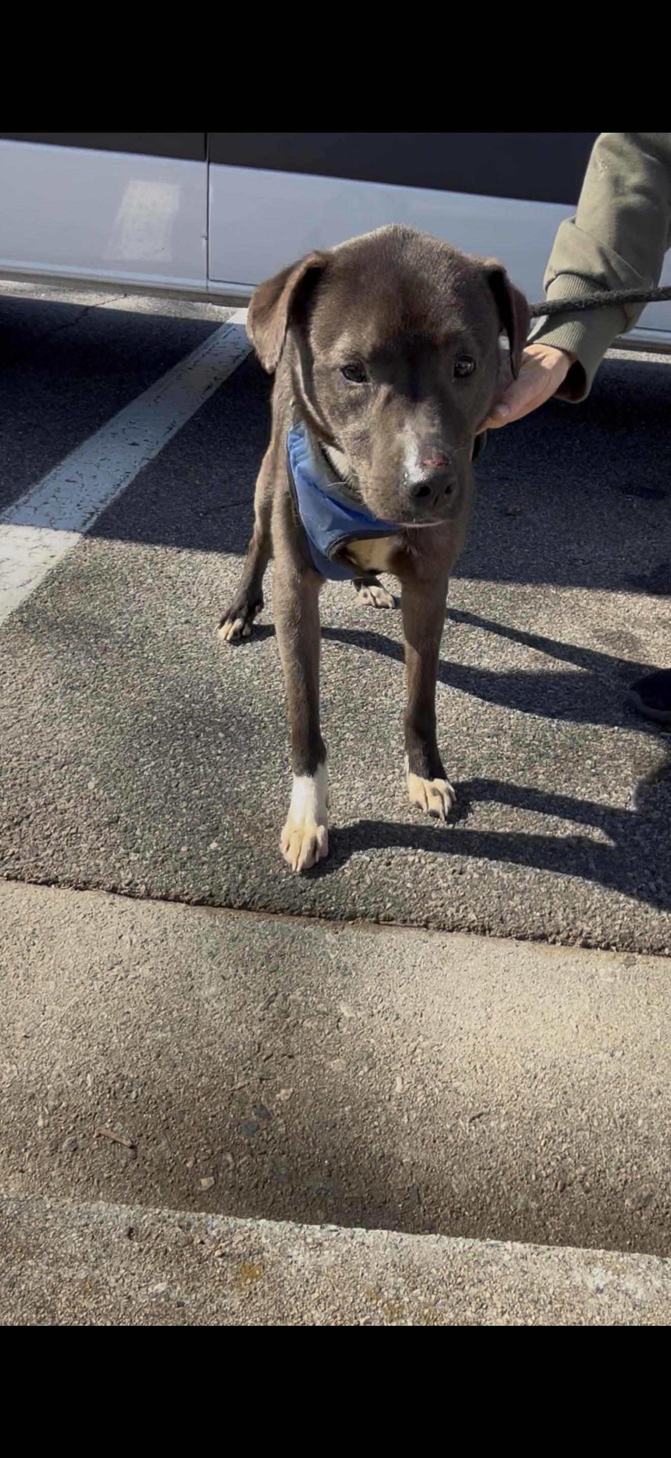 GABE, a ADOPTABLE mixed breed in Newborn, GA image 5/5