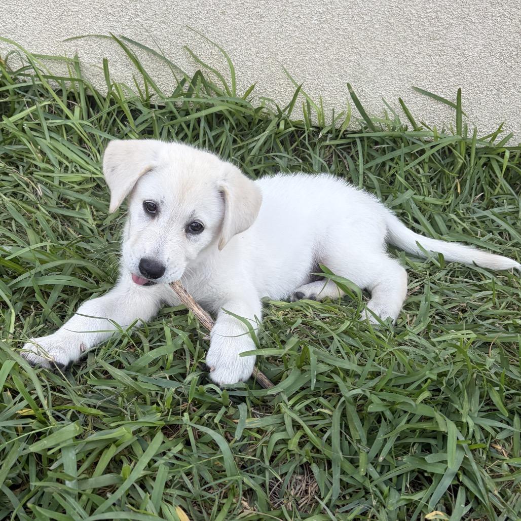 Enlarge Florence, a Adopted mixed breed in Richmond, VA image 2/3