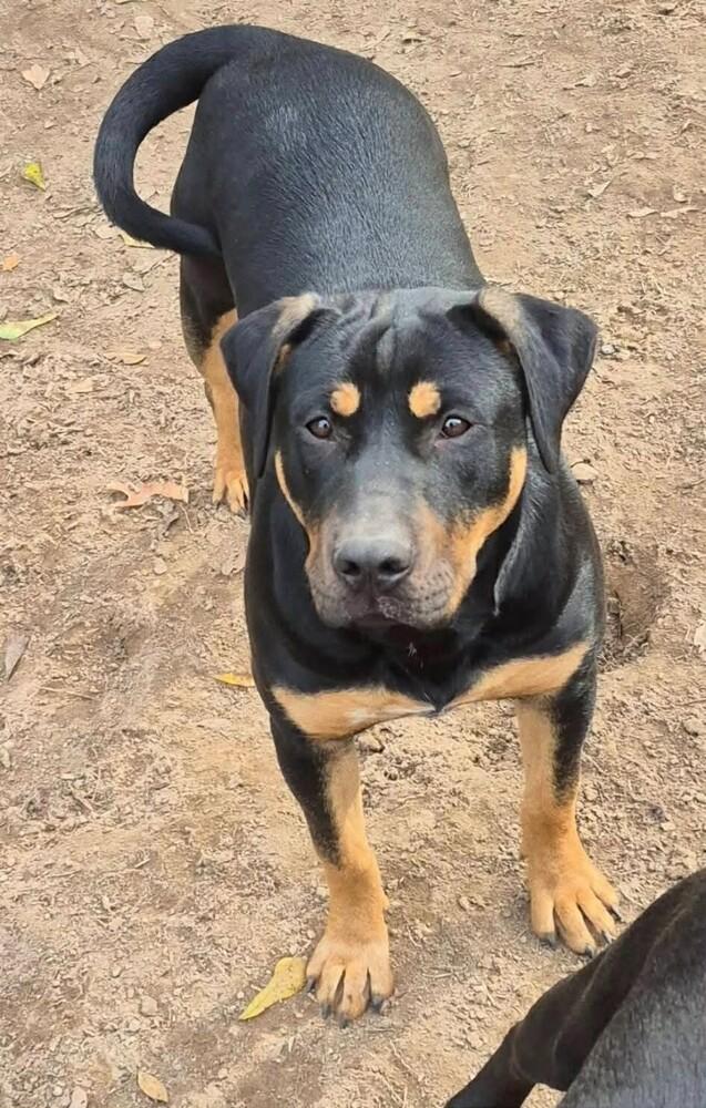 Enlarge Mitzi, a Adoptable mixed breed in New Bedford, MA image 1/1