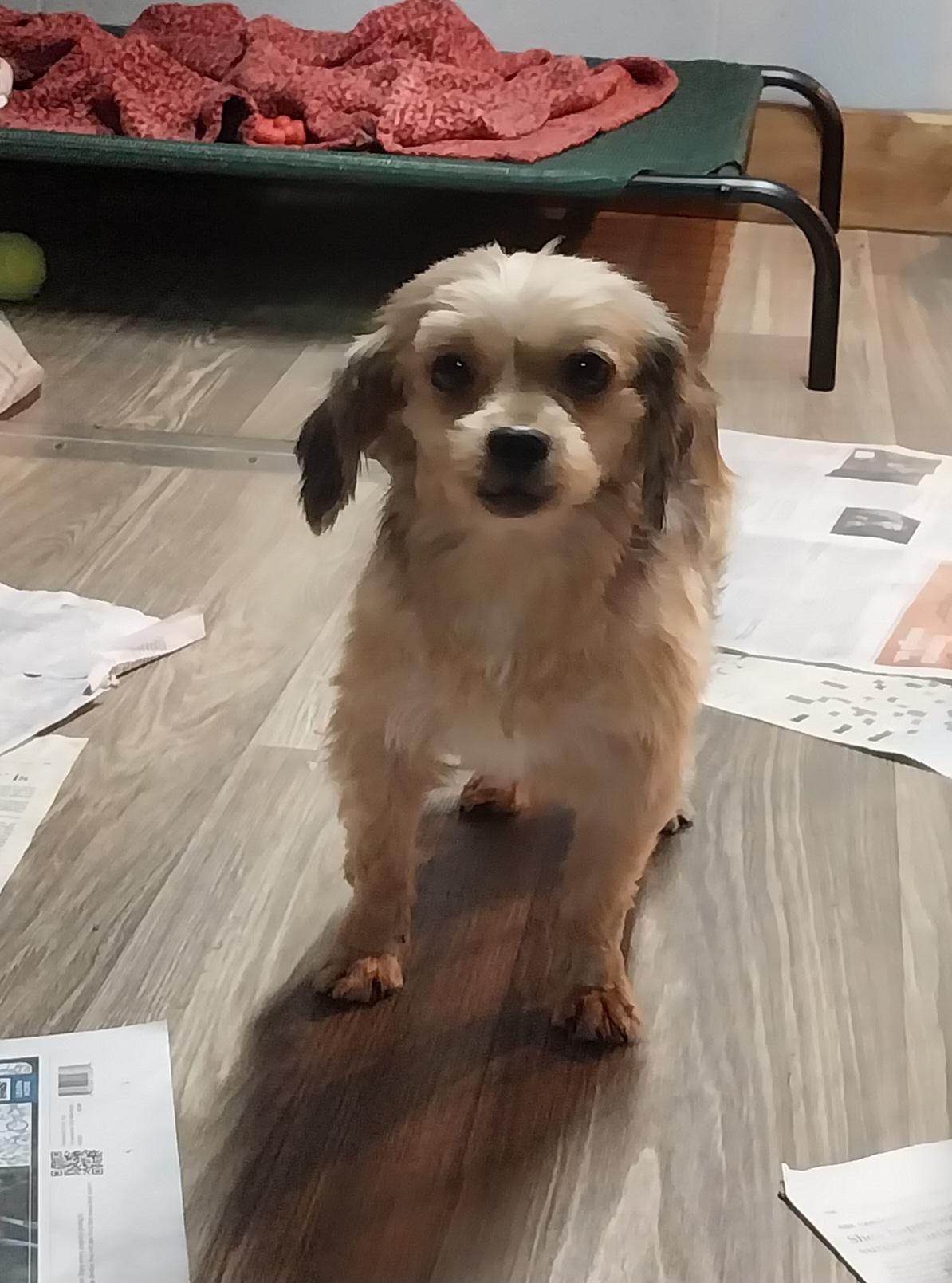 ShyAnn, an adopted Yorkie Poo in Louisville, OH image 1/3