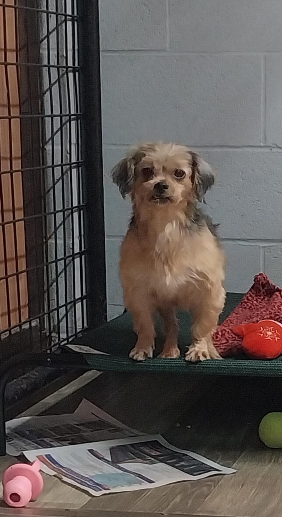 ShyAnn, an adopted Yorkie Poo in Louisville, OH image 2/3