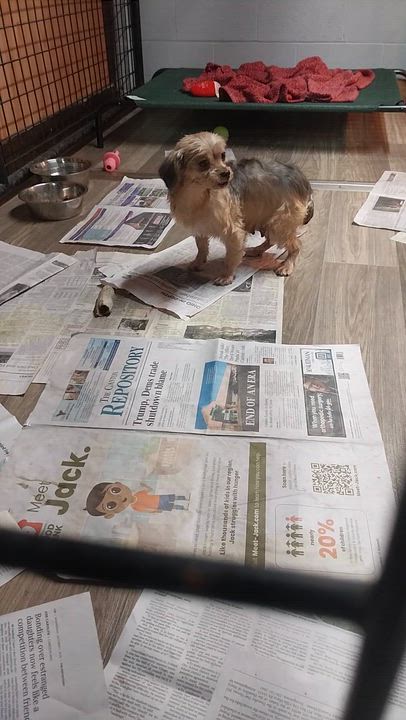 Enlarge ShyAnn, an adopted Yorkie Poo in Louisville, OH video 3/3