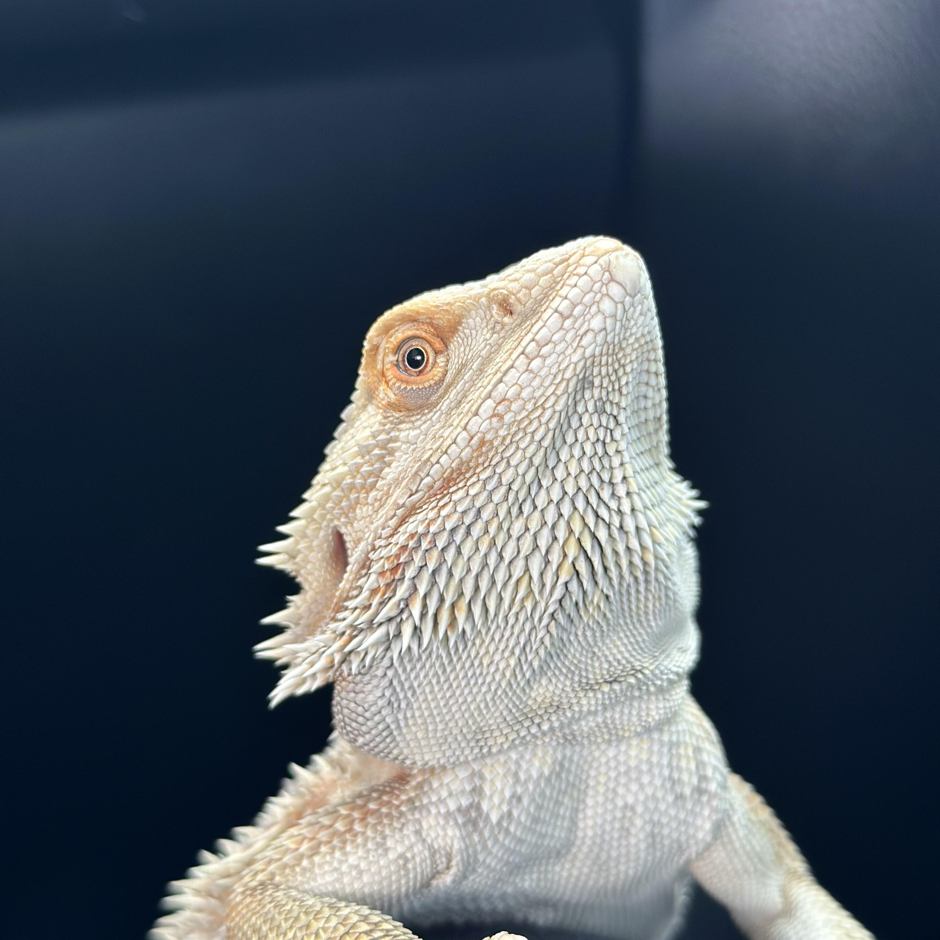 Enlarge Tiny, an adopted Bearded Dragon in warwick, RI image 1/4