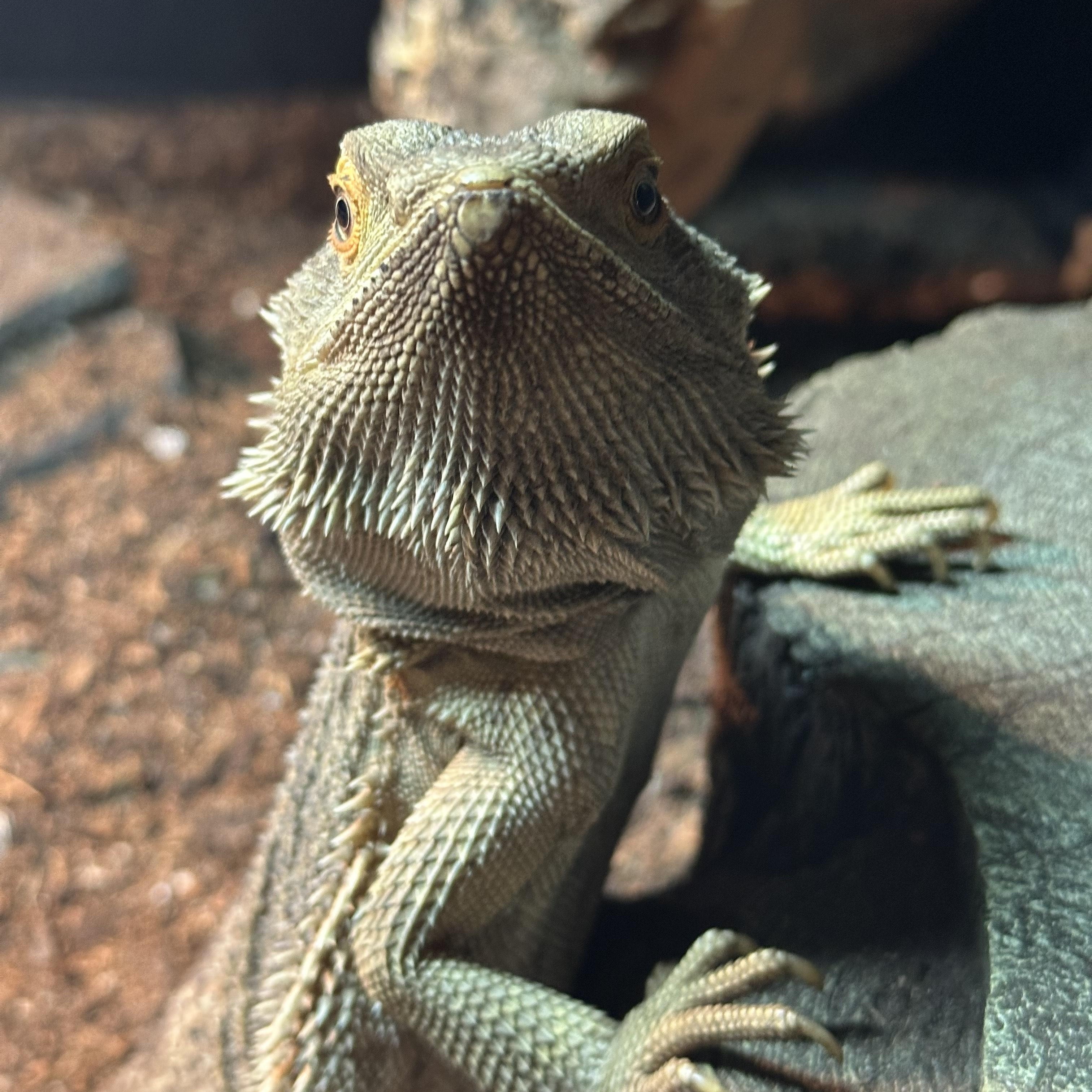 Enlarge Tiny, an adopted Bearded Dragon in warwick, RI image 4/4