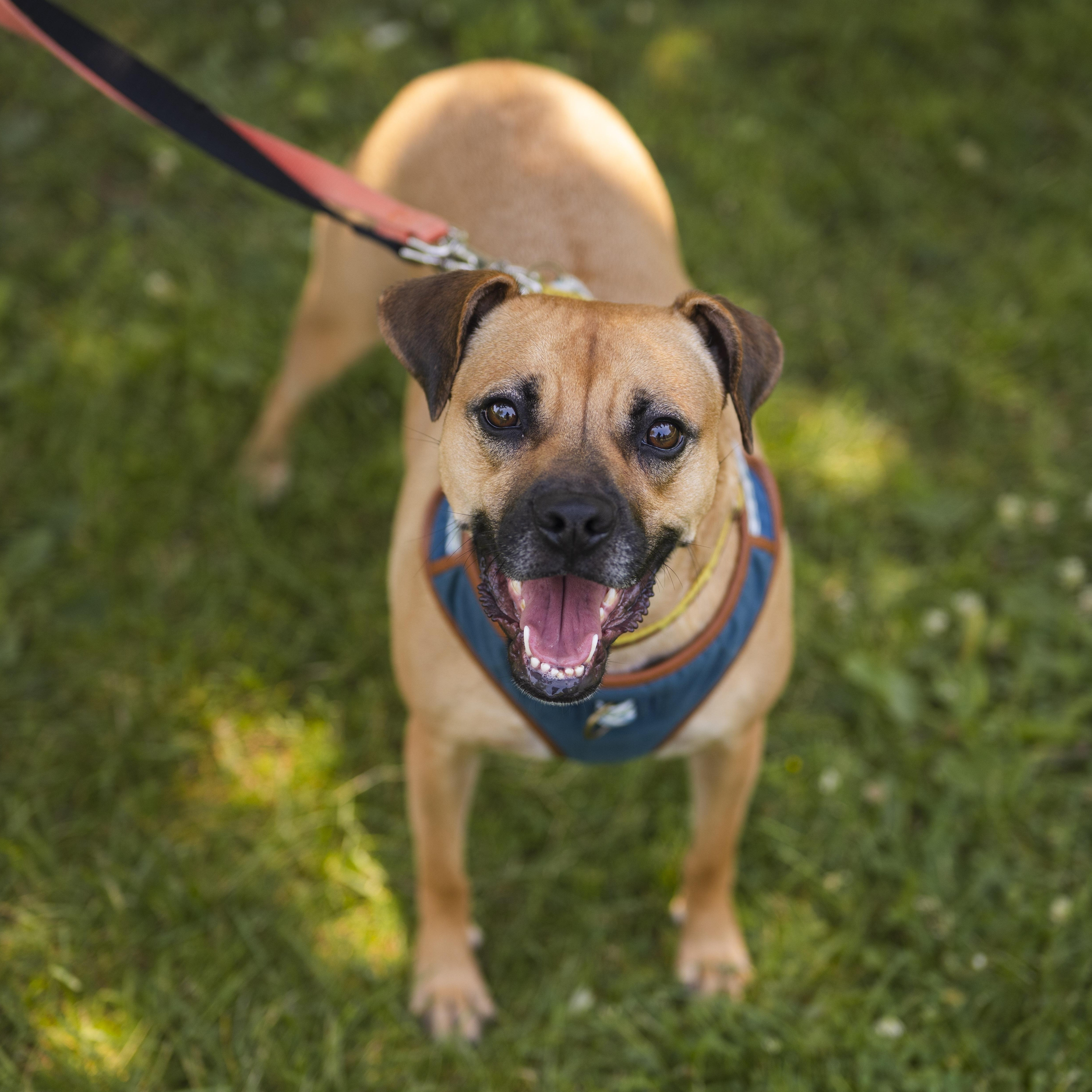 Lua, ADOPTABLE, Adult Female Boxer.