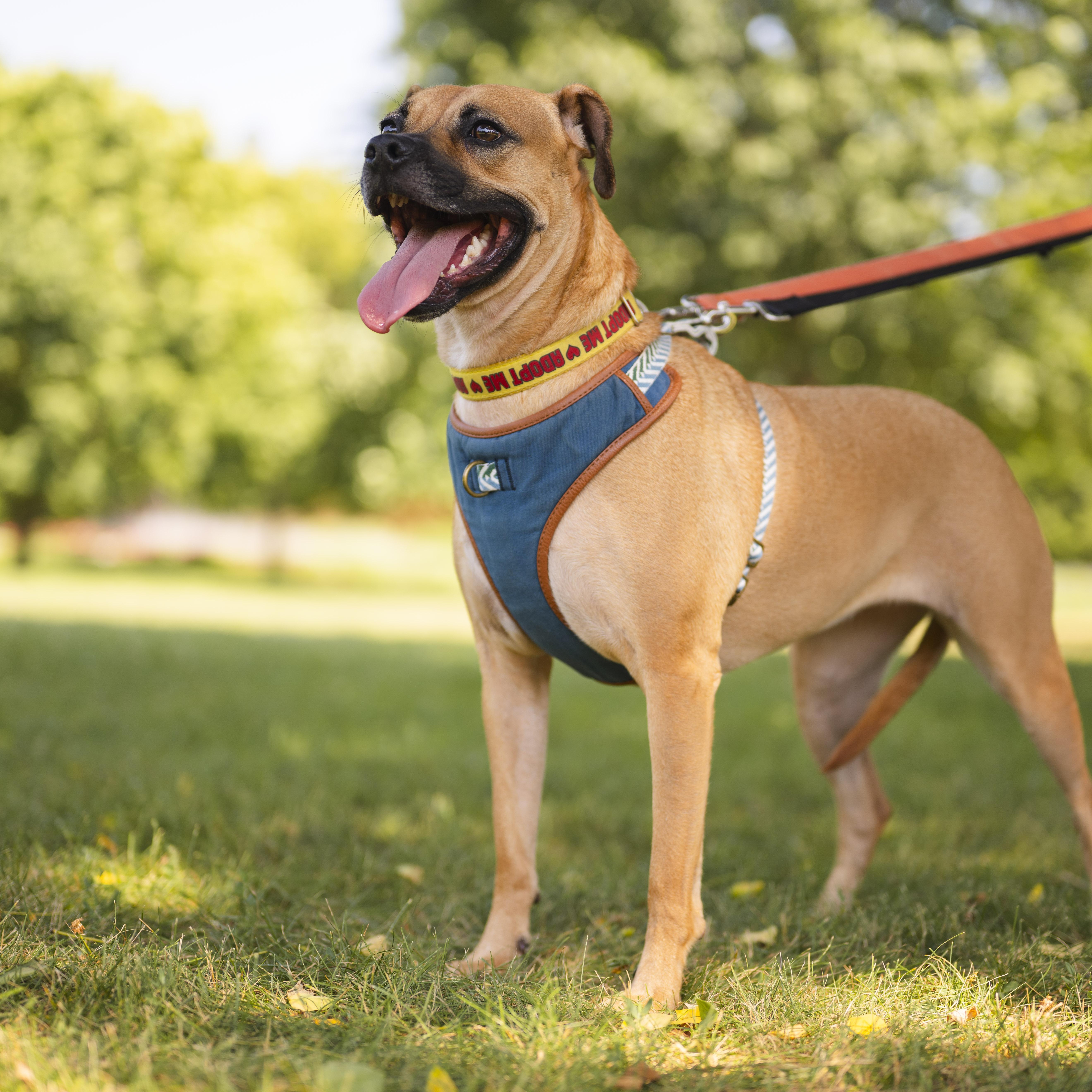 Enlarge Lua, a ADOPTABLE mixed breed in Mississauga, ON image 2/6