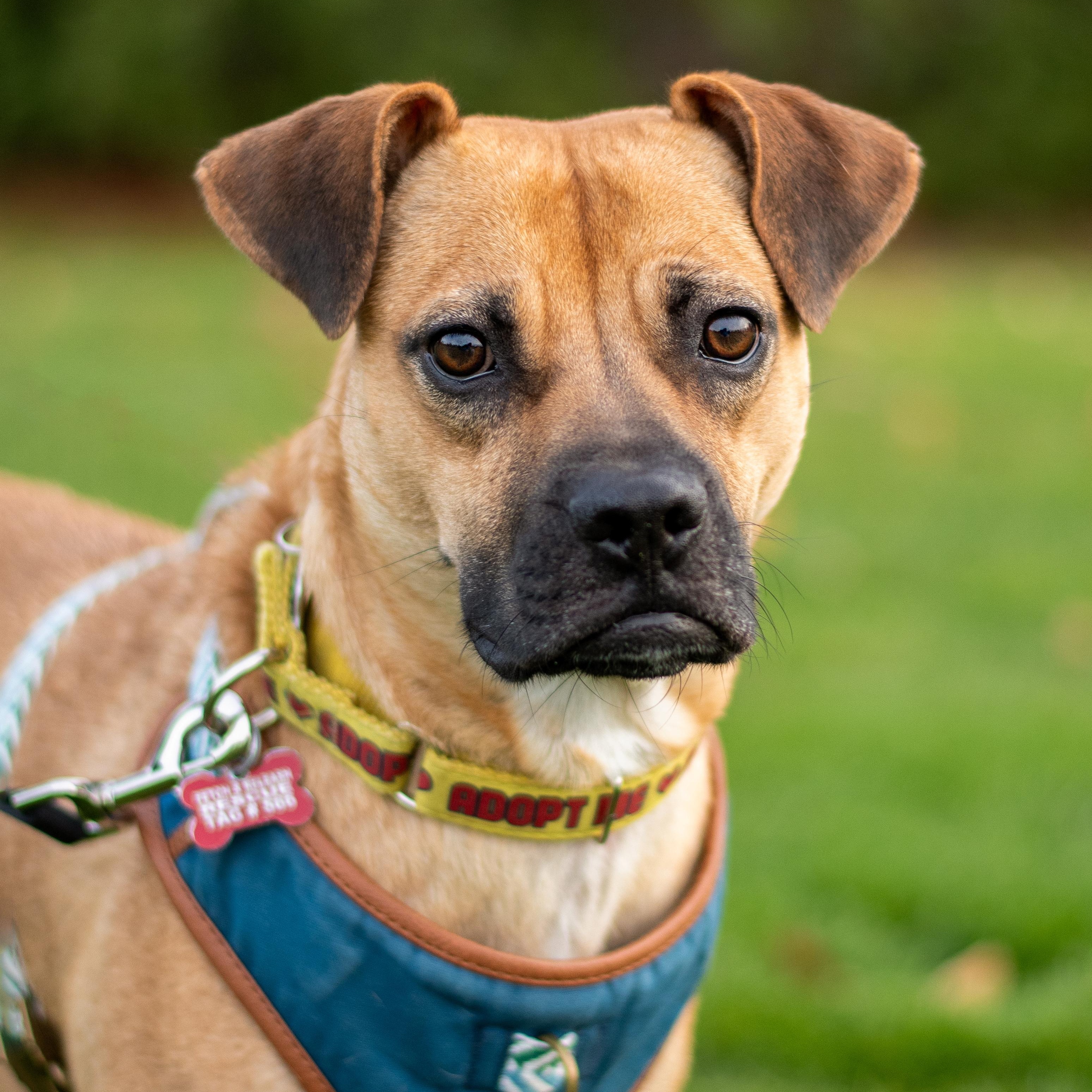 Enlarge Lua, a ADOPTABLE mixed breed in Mississauga, ON image 6/6
