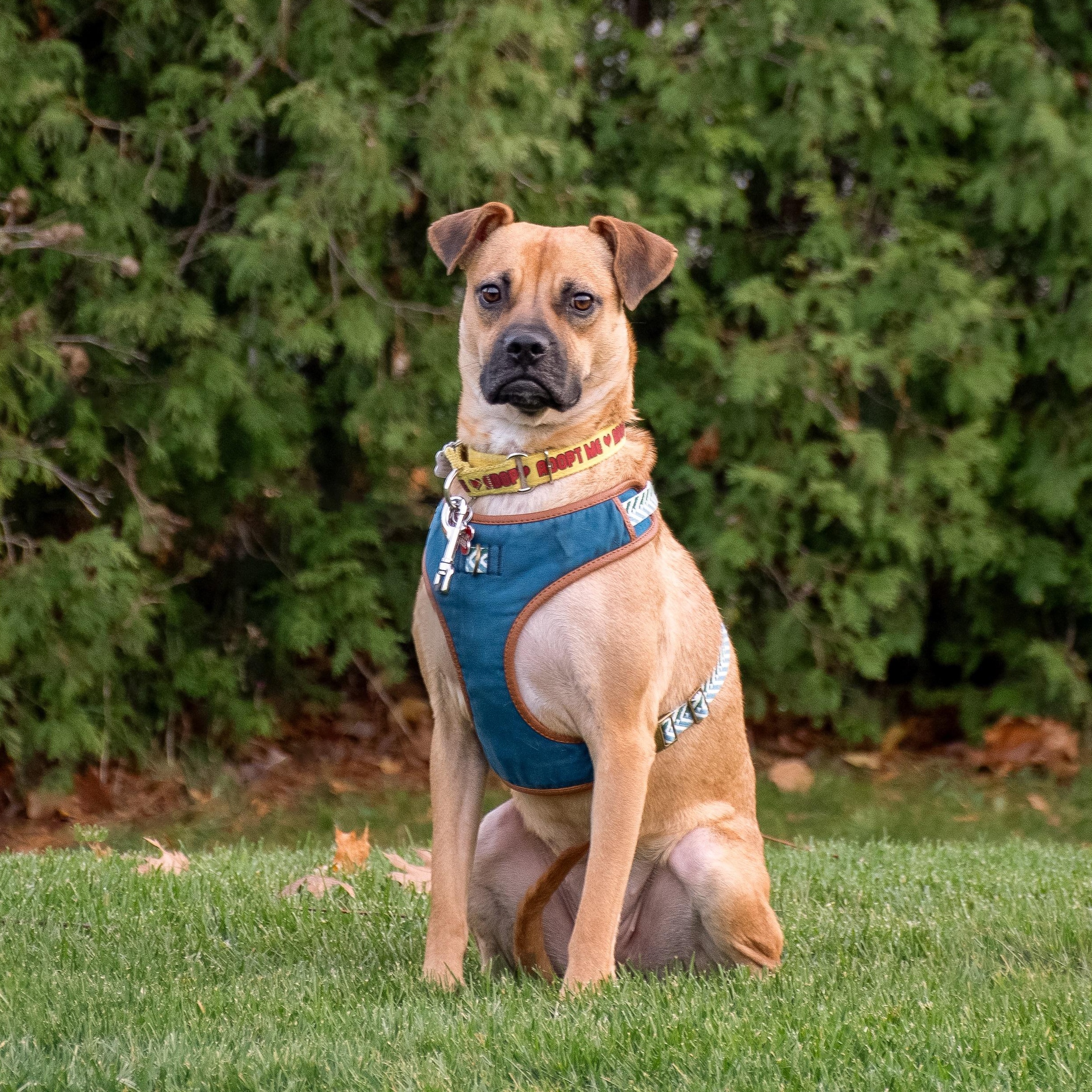 Enlarge Lua, a ADOPTABLE mixed breed in Mississauga, ON image 5/6