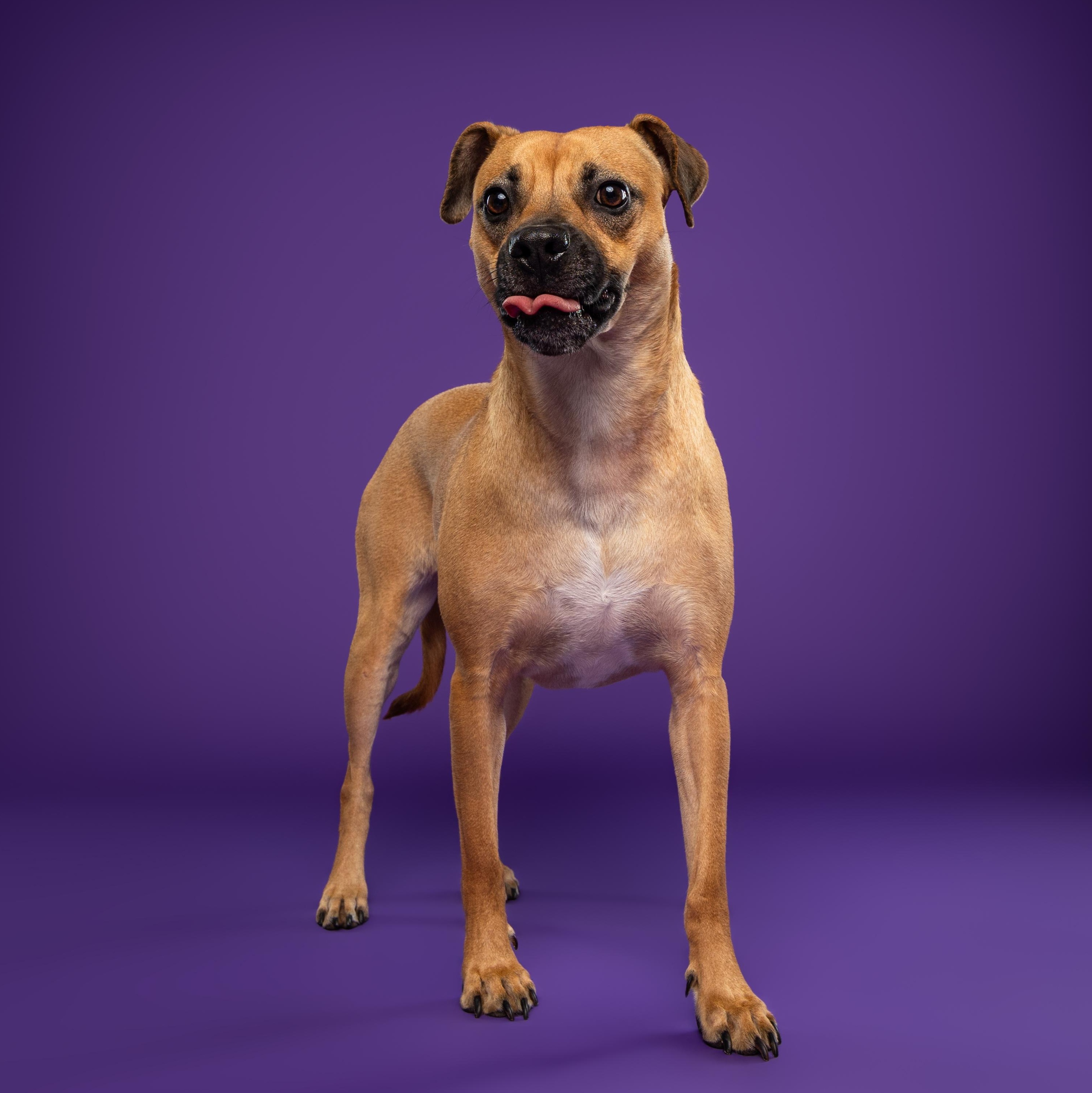 Enlarge Lua, a ADOPTABLE mixed breed in Mississauga, ON image 4/6