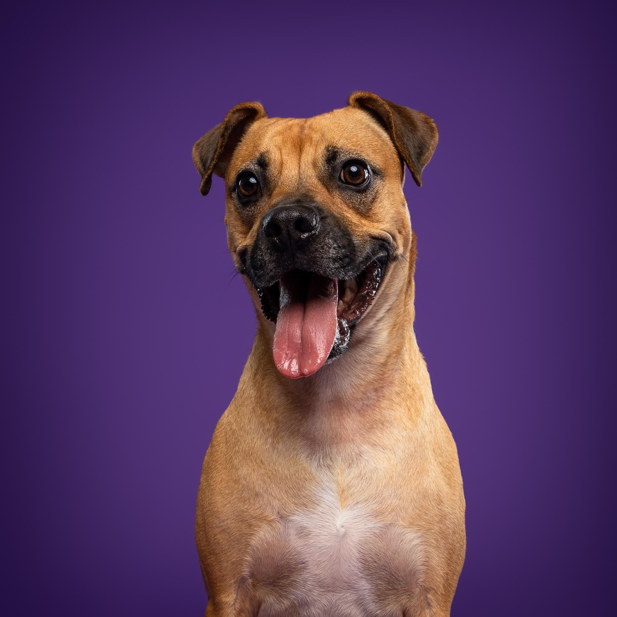 Enlarge Lua, a ADOPTABLE mixed breed in Mississauga, ON image 3/6
