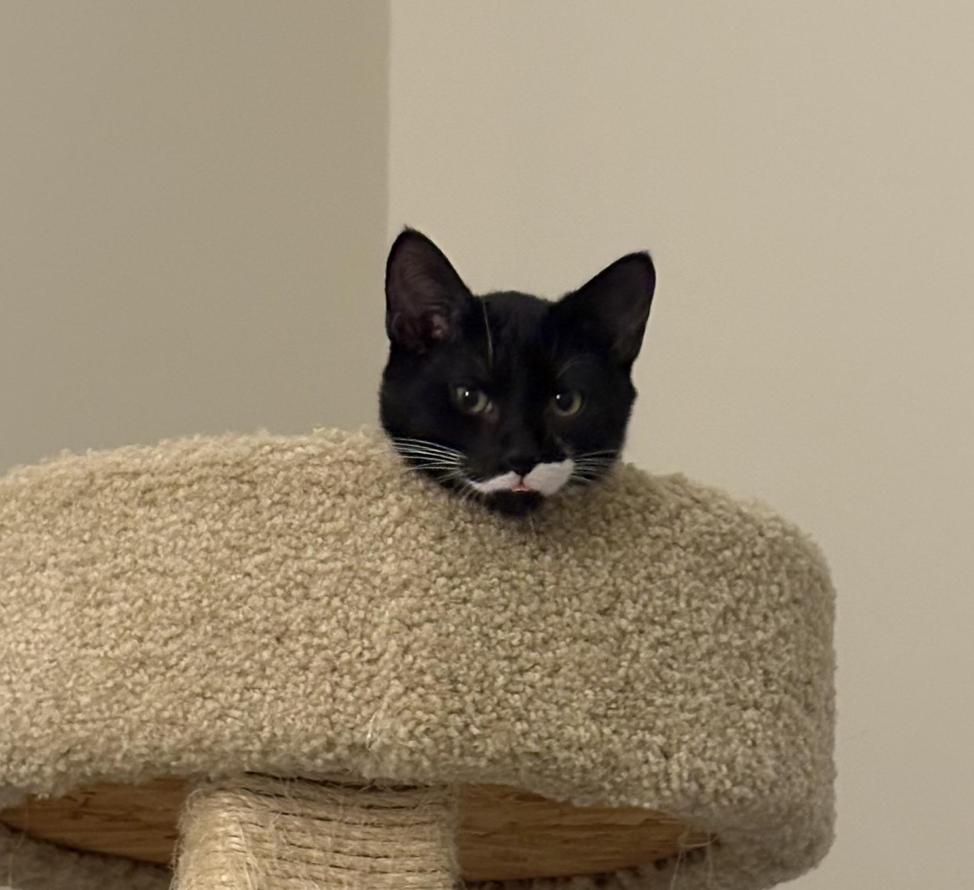 Enlarge Stache, a Adoptable Domestic Short Hair in Indianapolis, IN image 5/5