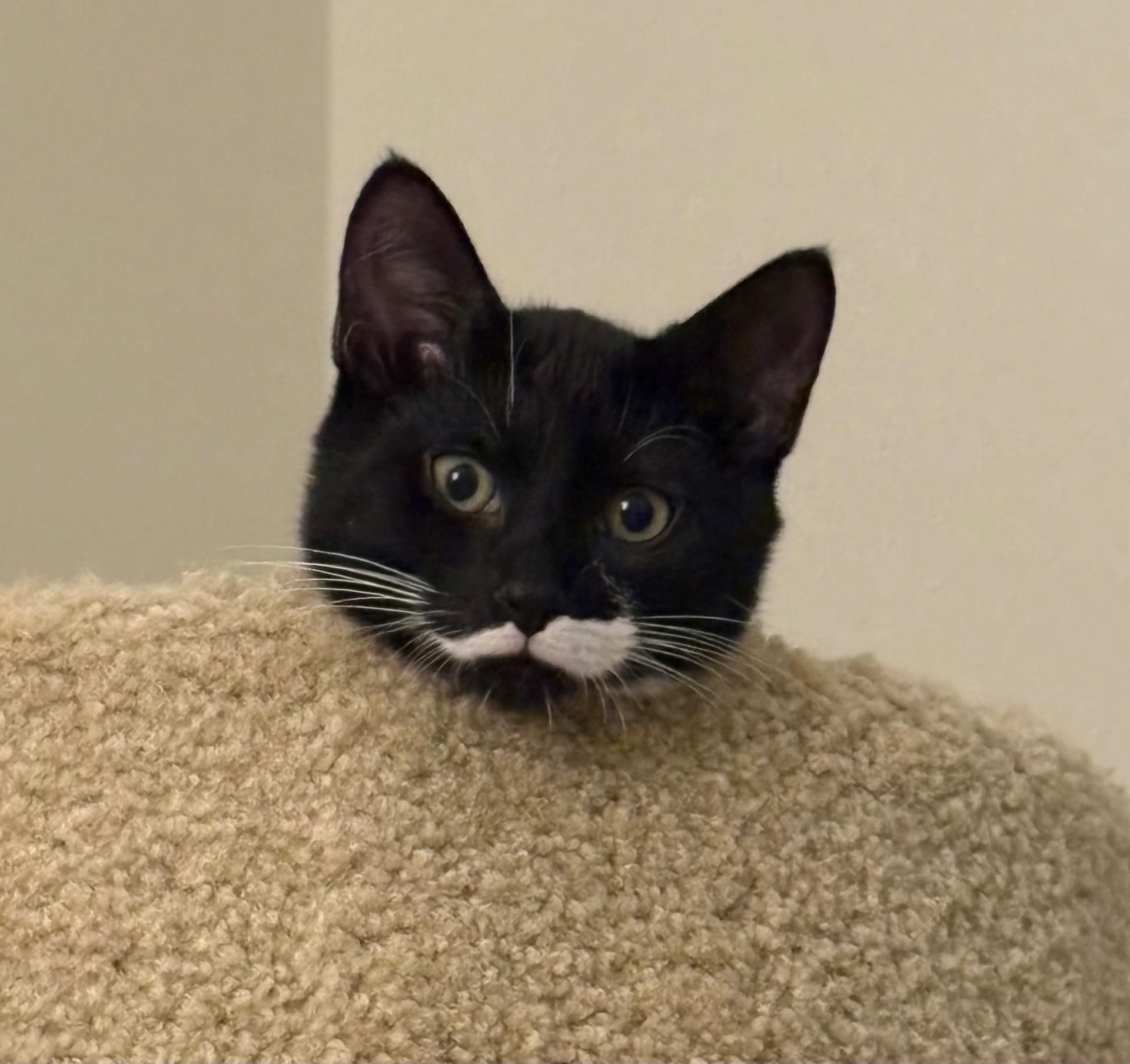 Enlarge Stache, a Adoptable Domestic Short Hair in Indianapolis, IN image 3/5